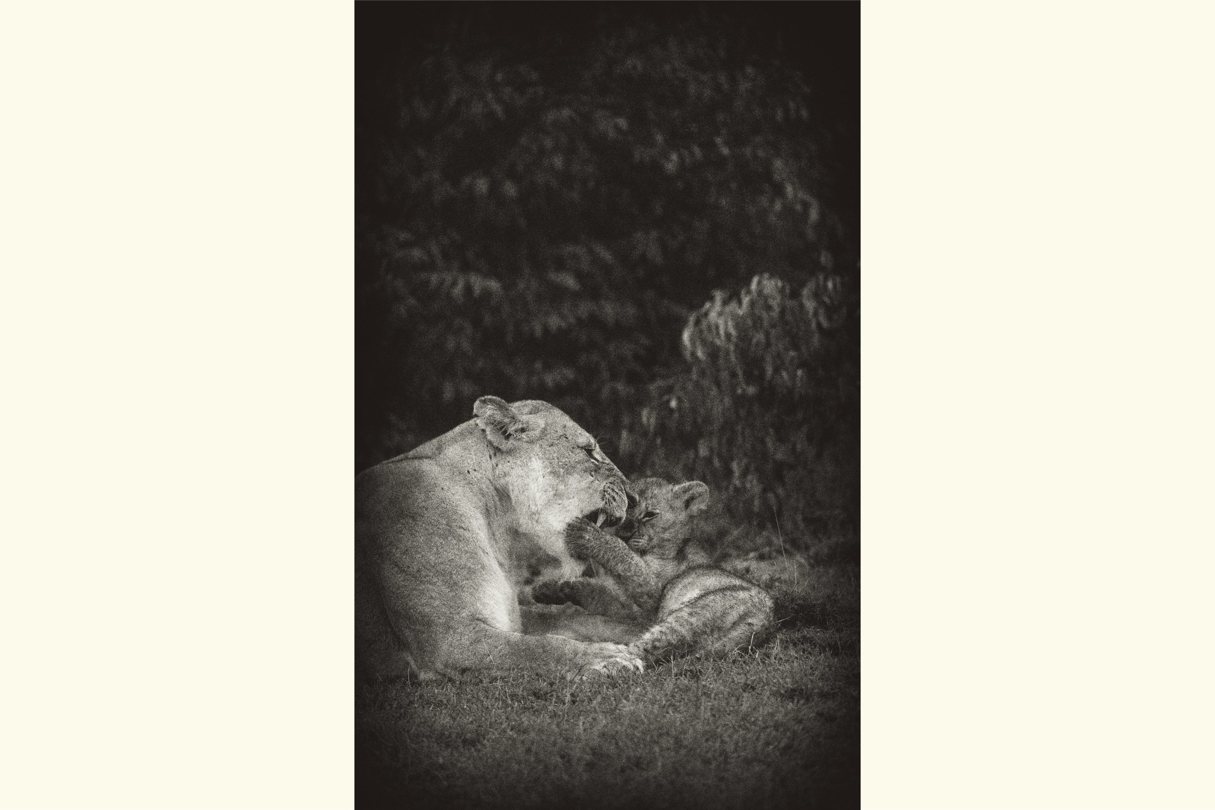 Wakali - The Fierce Ones II