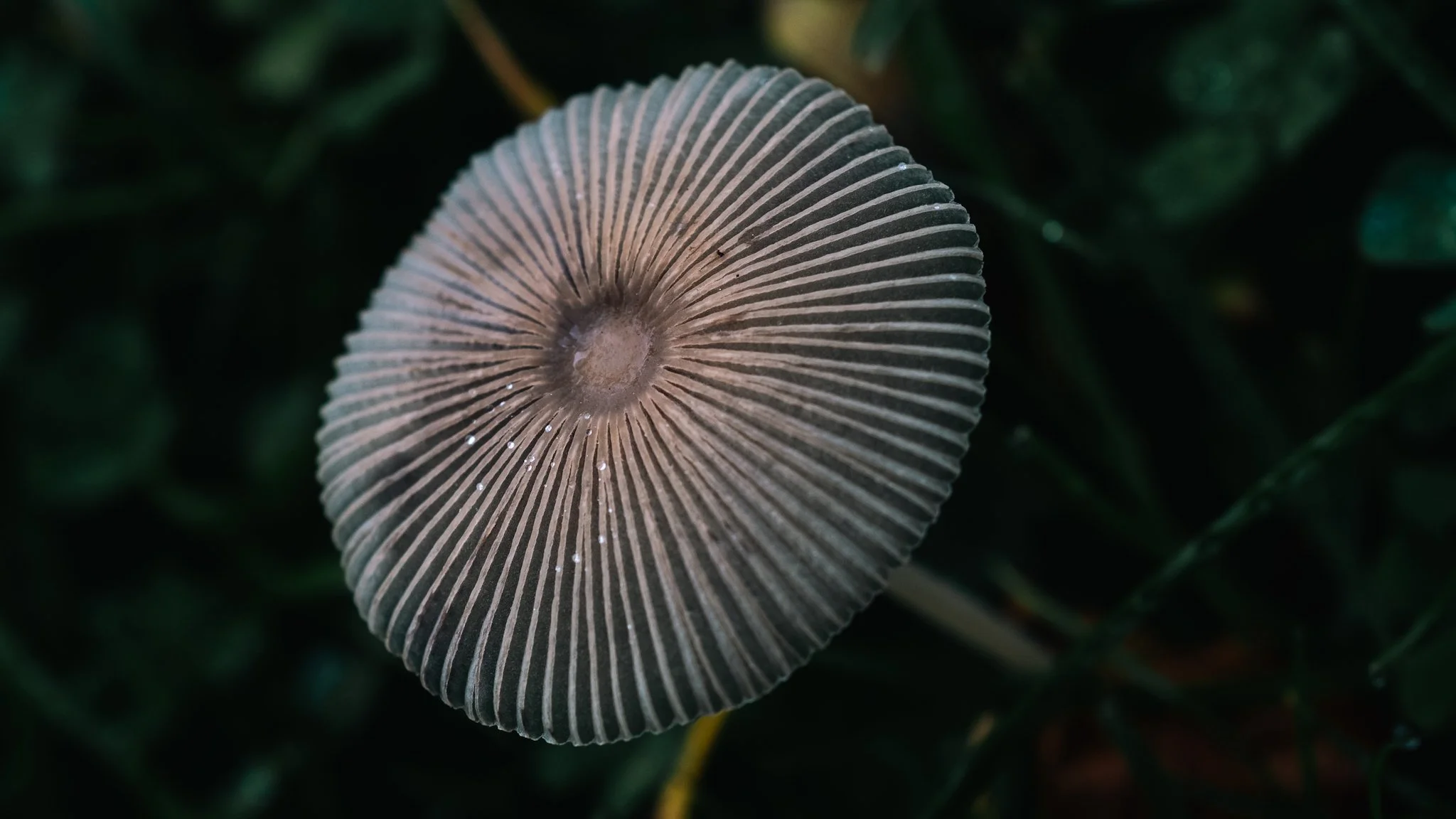 Close-up of a mushroom cap with gills, set against a dark green leafy background.