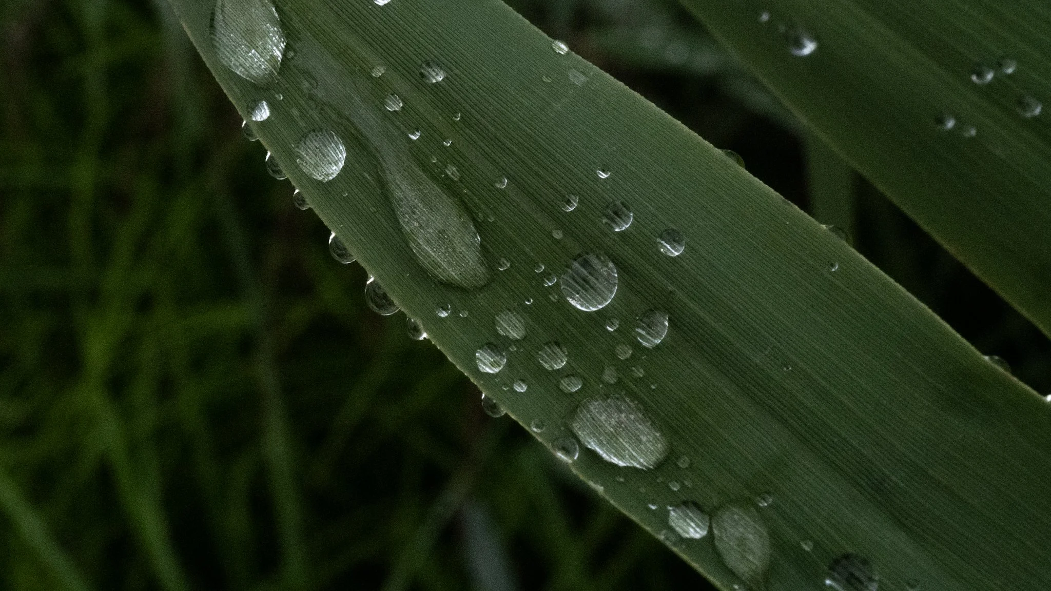 Close-up of a green leaf with water droplets on its surface.