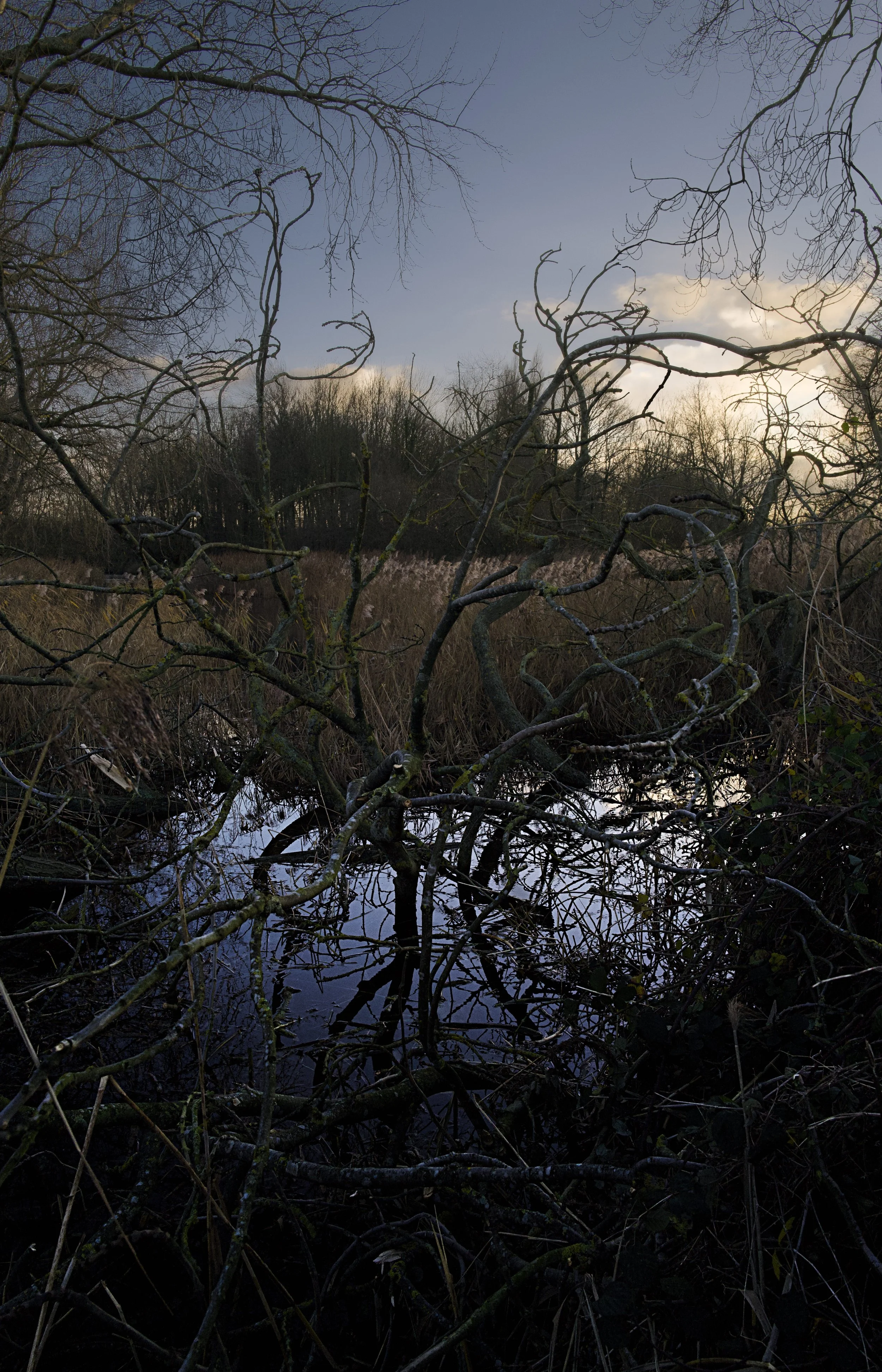 A wetland area with tangled, leafless branches in the foreground, surrounded by tall grasses and trees, under a cloudy sky at dusk.