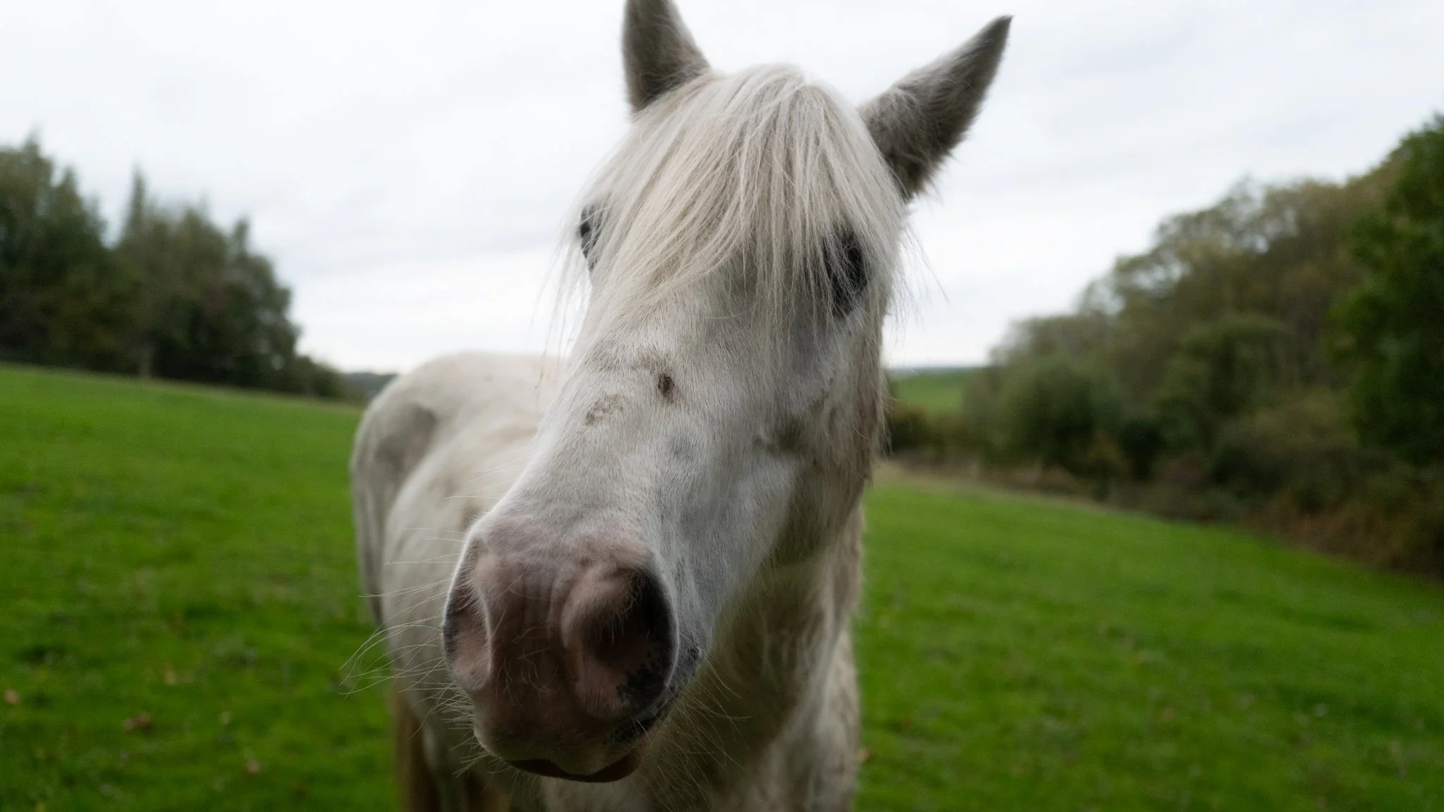 A white horse with a long mane standing in a grassy field with trees in the background on an overcast day.
