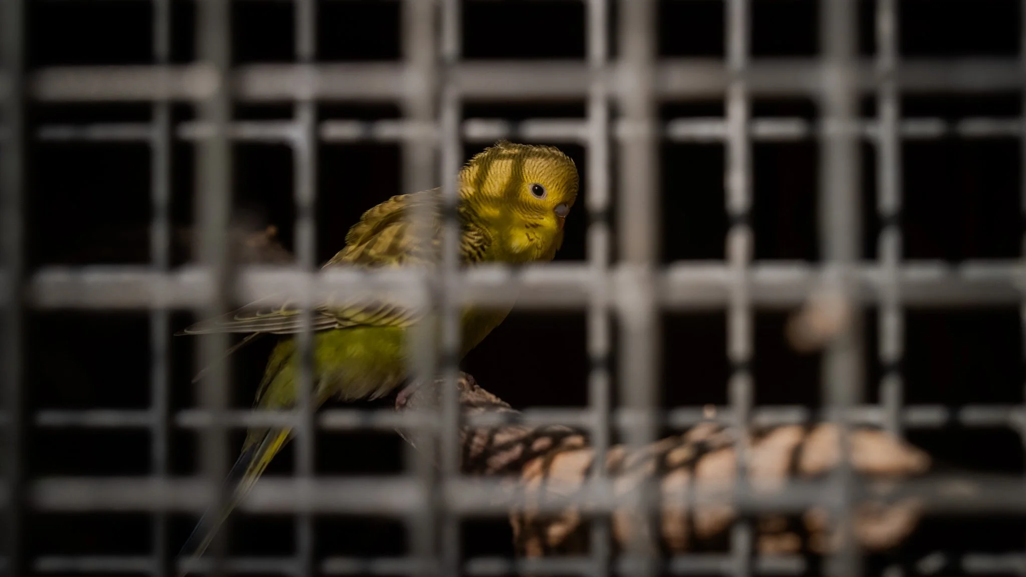 Yellow and green parakeet inside a cage