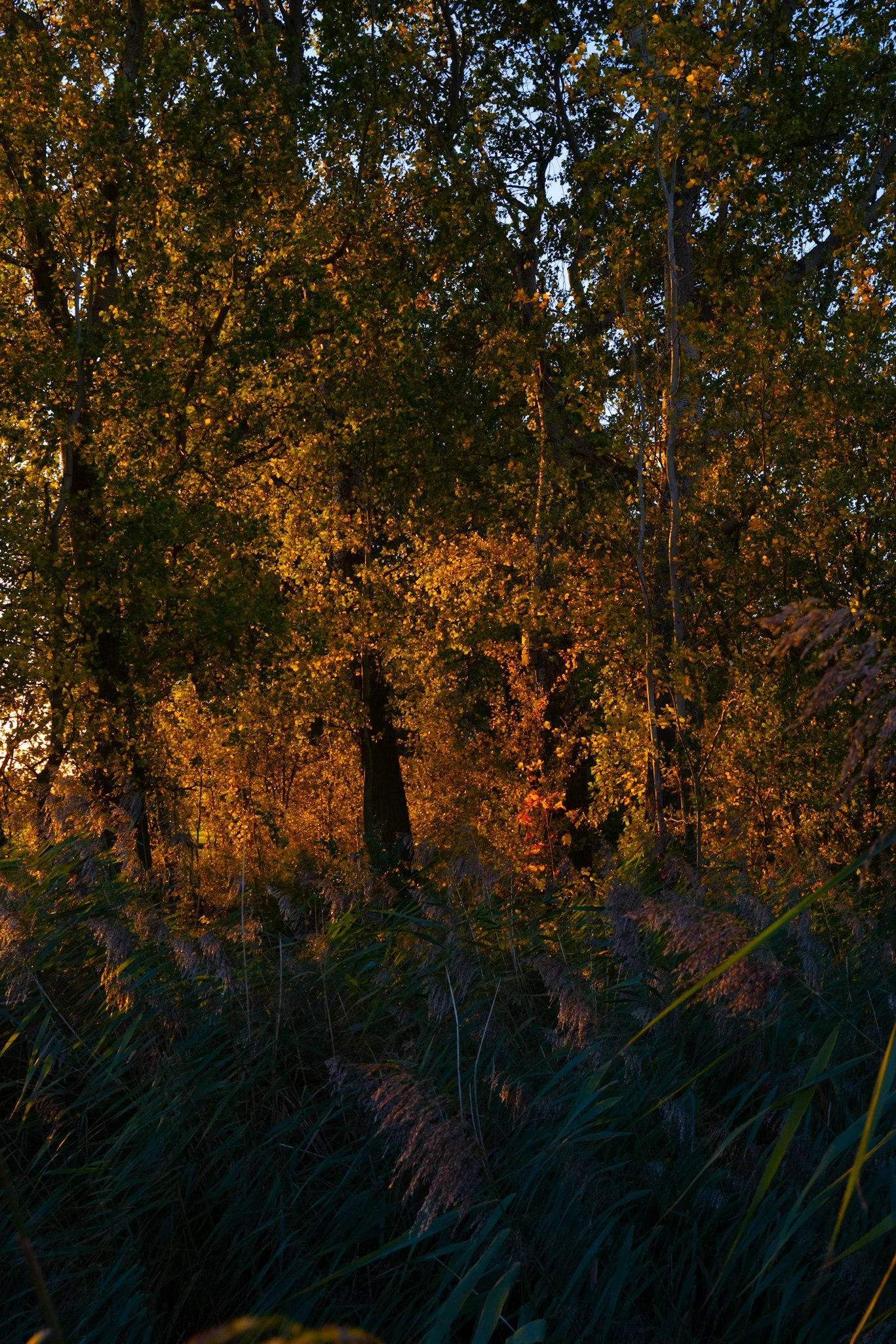 A forest scene illuminated by sunlight, with tall trees and dense green and purple foliage.