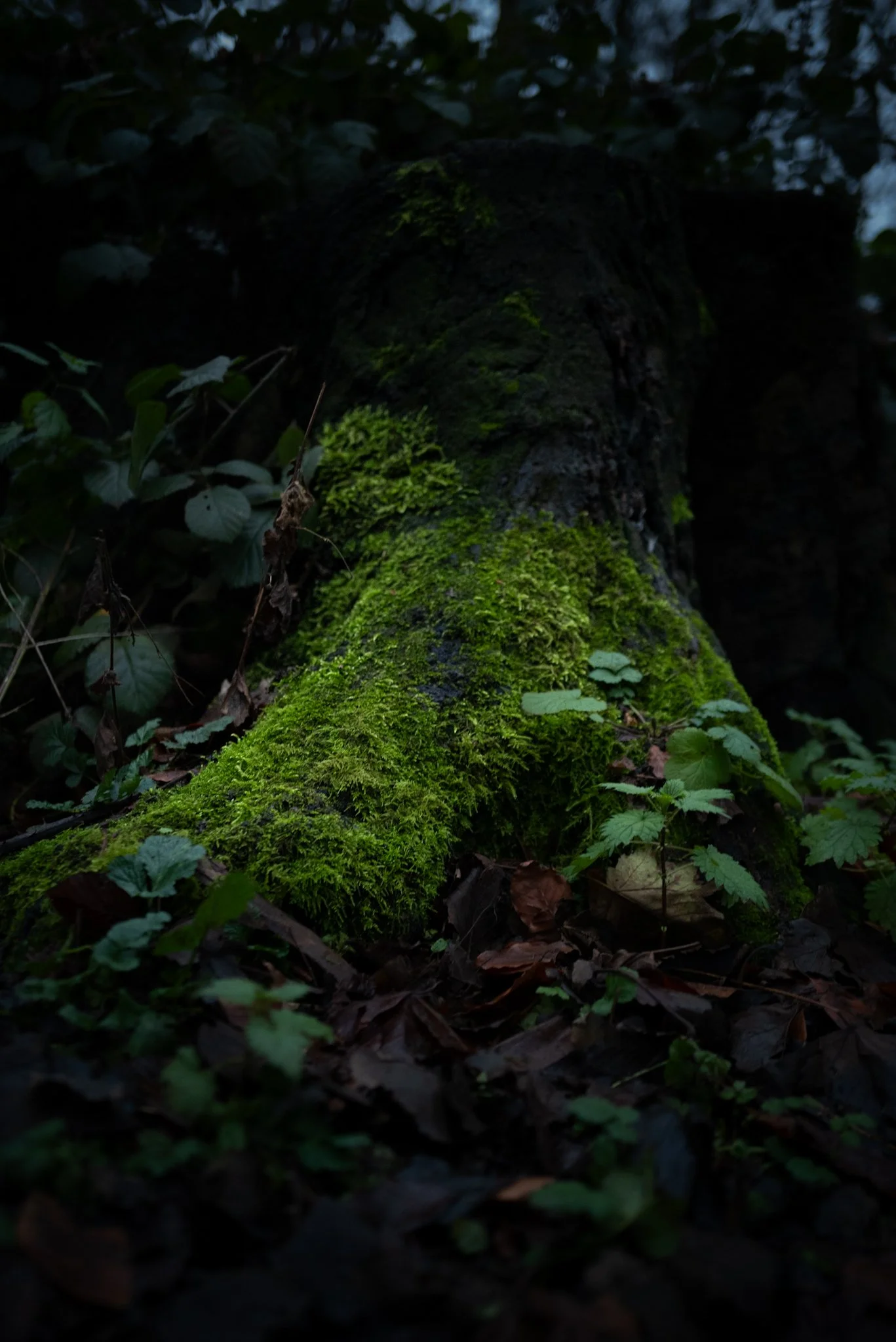 Close-up of a moss-covered fallen tree trunk in a dark forest.
