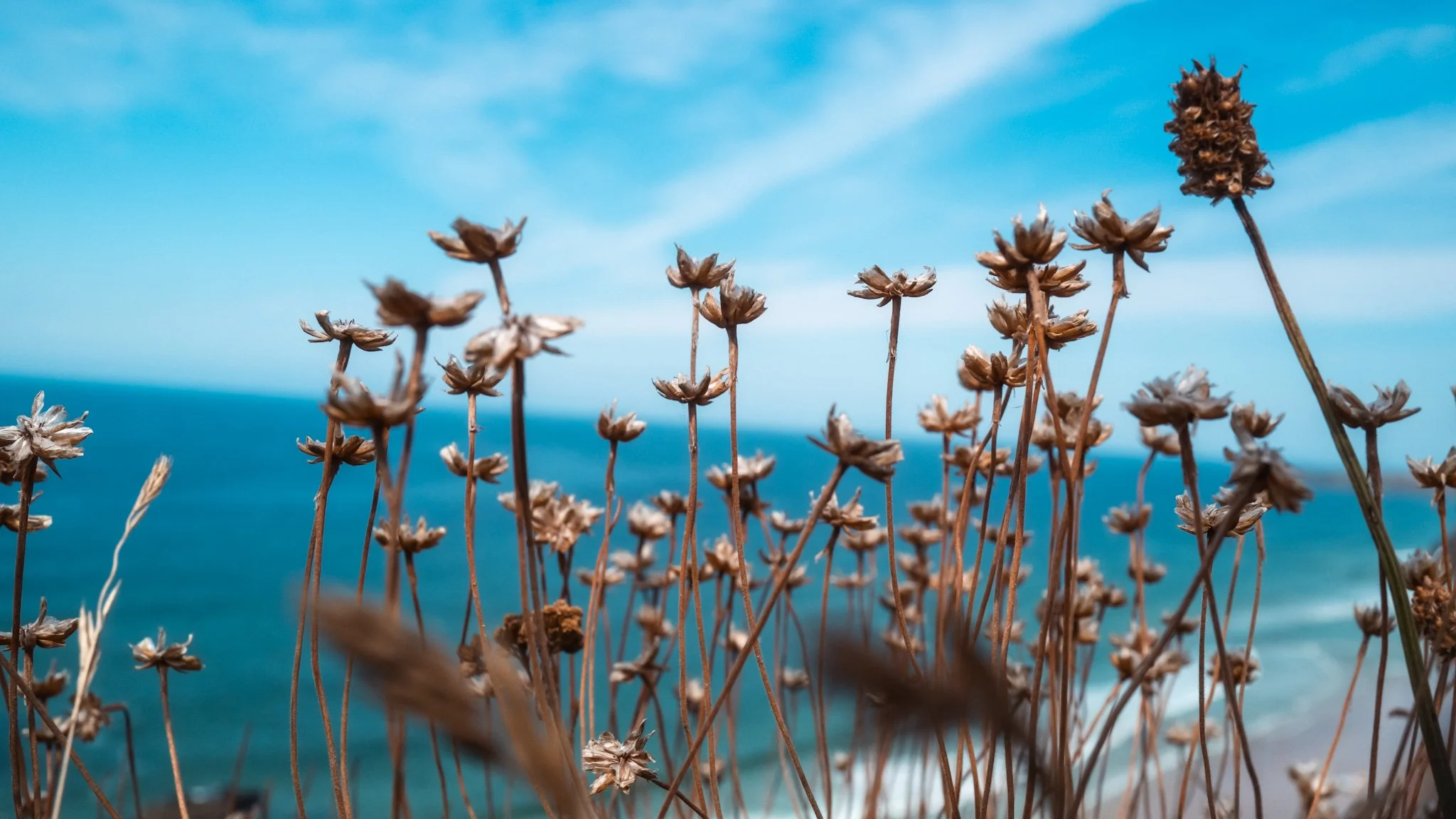 Dry, brown coastal plants with a blurred ocean and sky in the background.