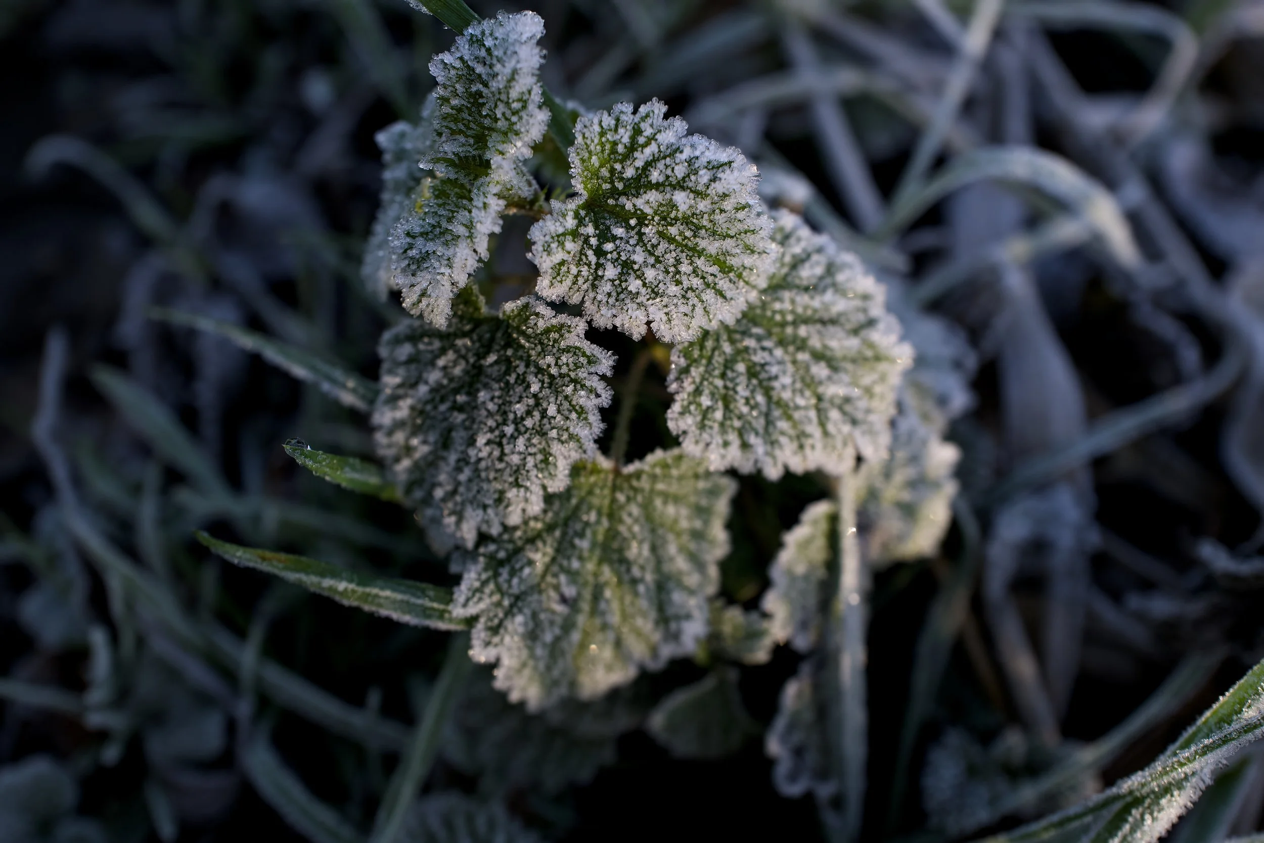 Frost-covered green leaves on the ground in cold weather.
