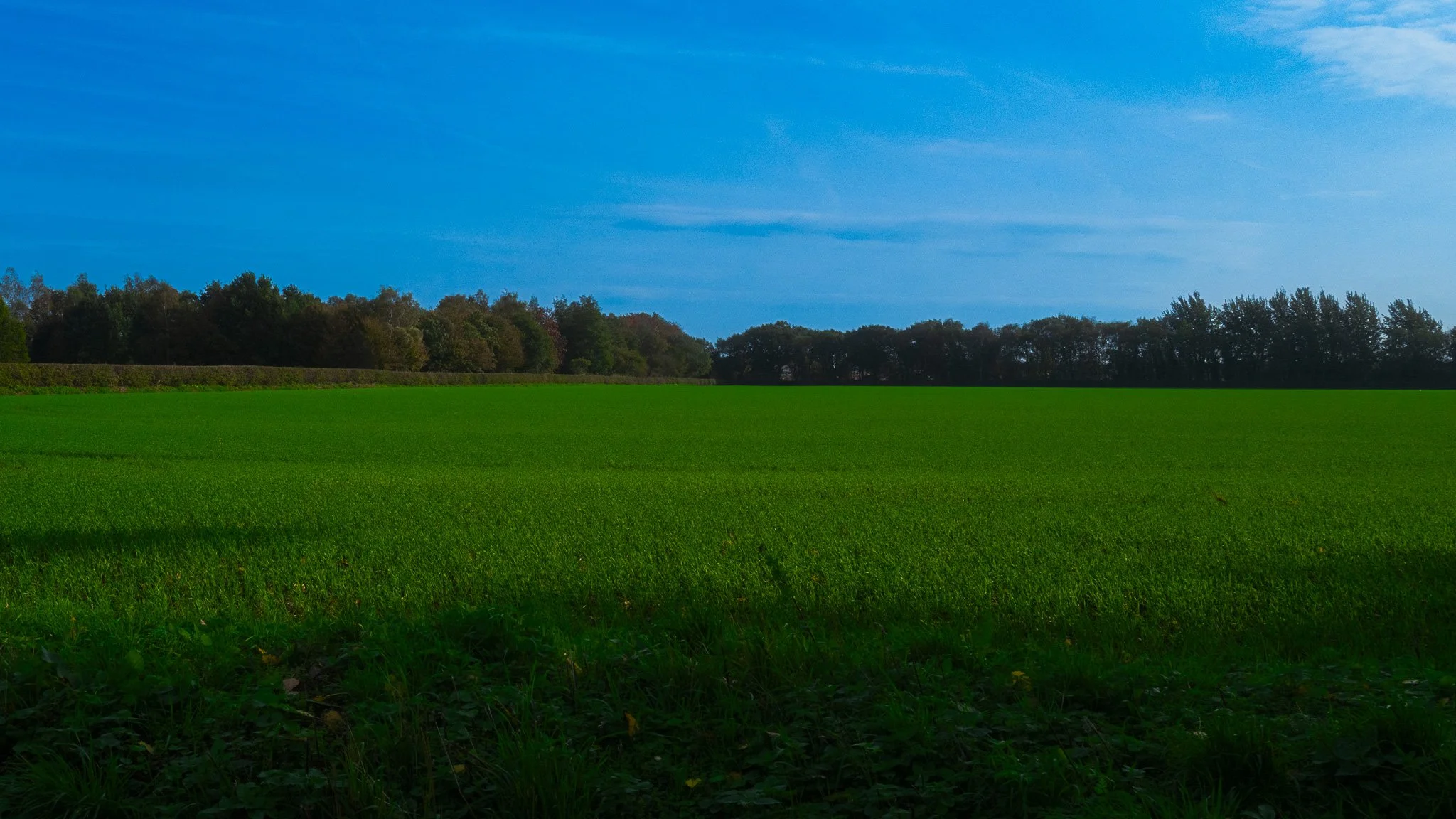 A wide view of a green grassy field with a line of trees in the background and a clear blue sky above.