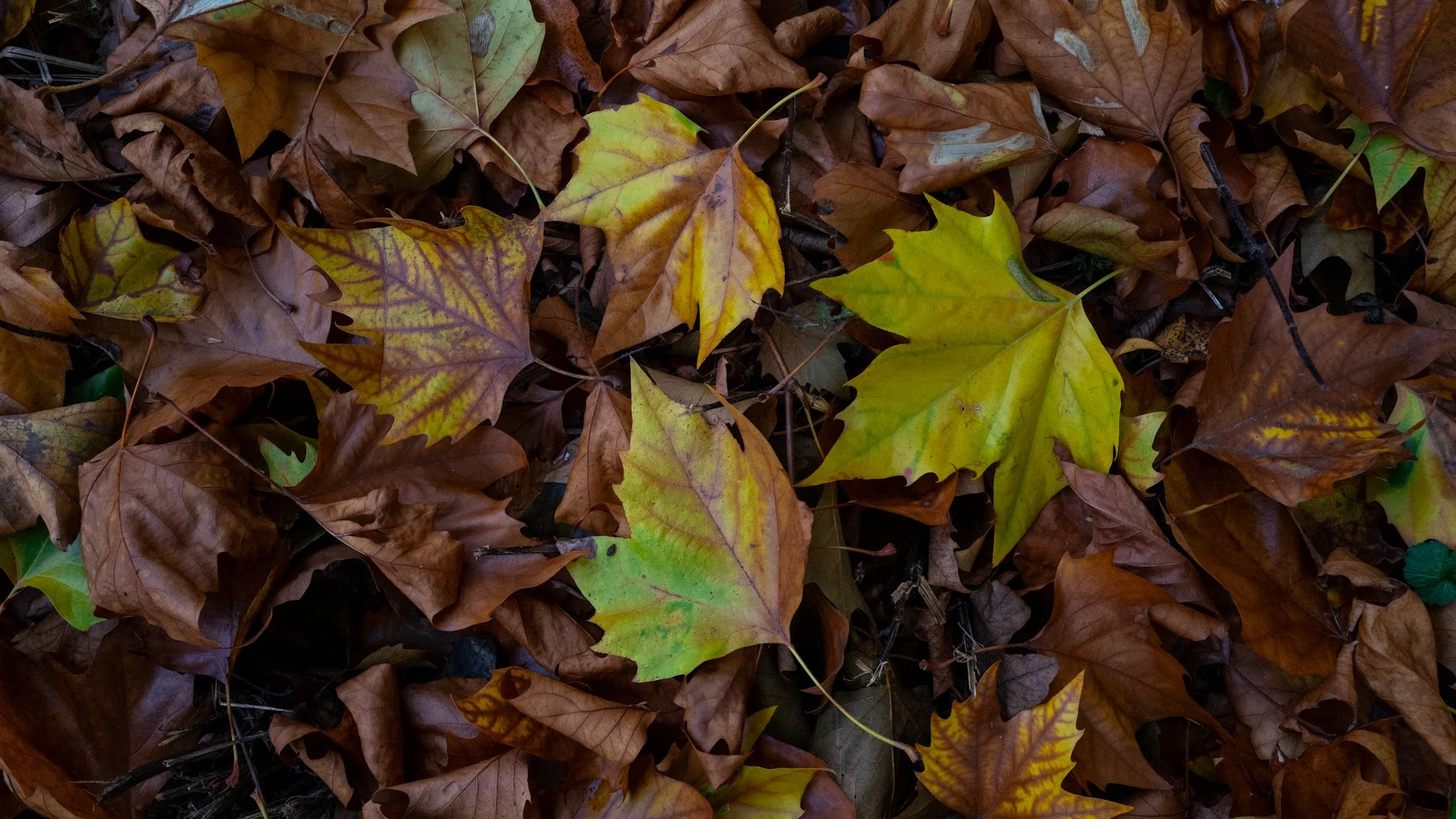 A close-up of fallen autumn leaves on the ground, mainly in shades of brown, yellow, and green.