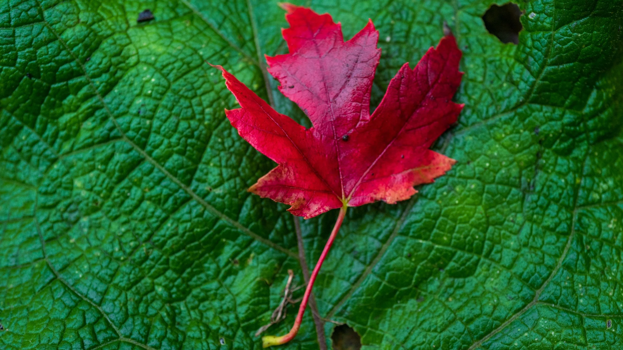 A red leaf resting on a large green leaf with a textured surface