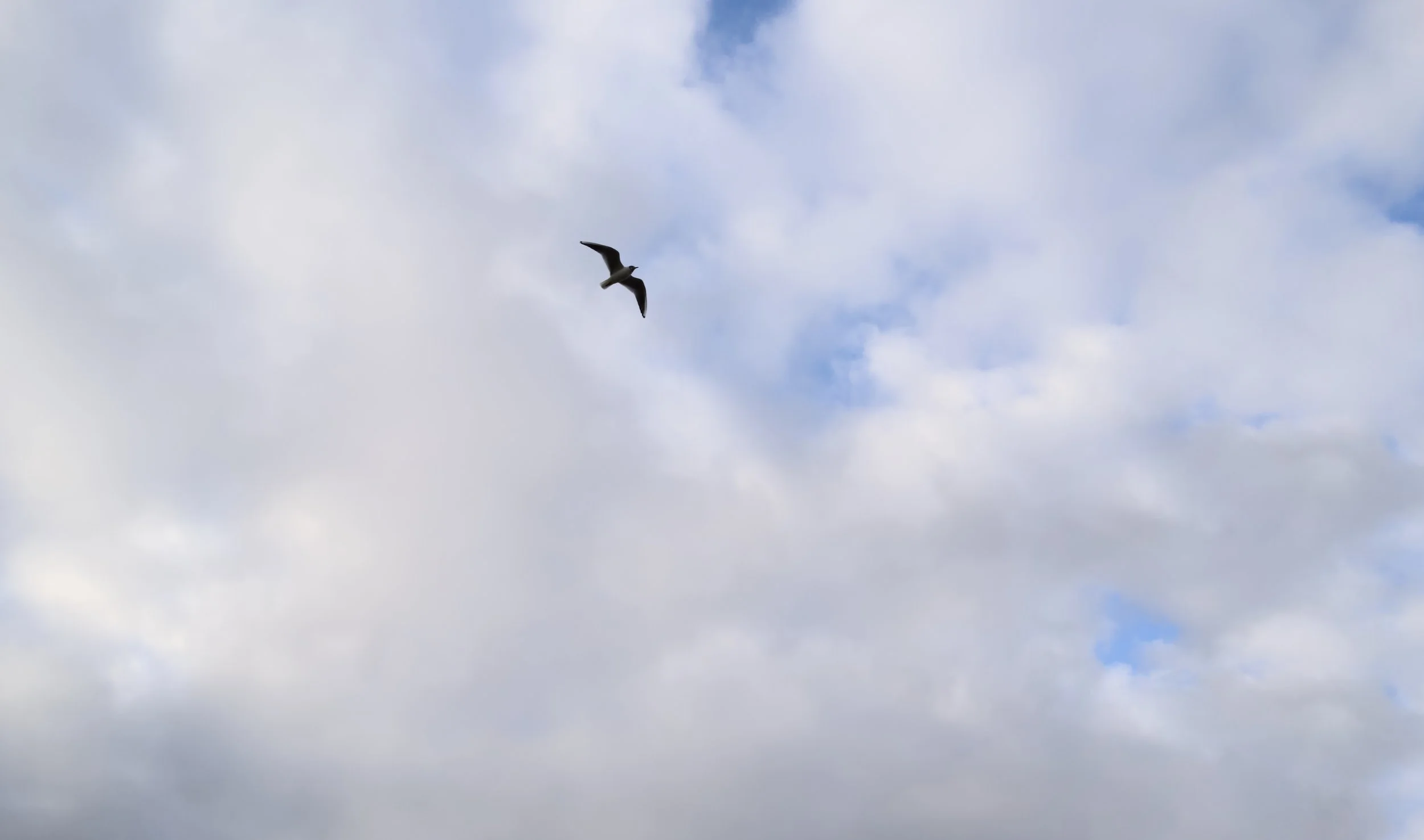 A bird flying in a partly cloudy sky with patches of blue visible.