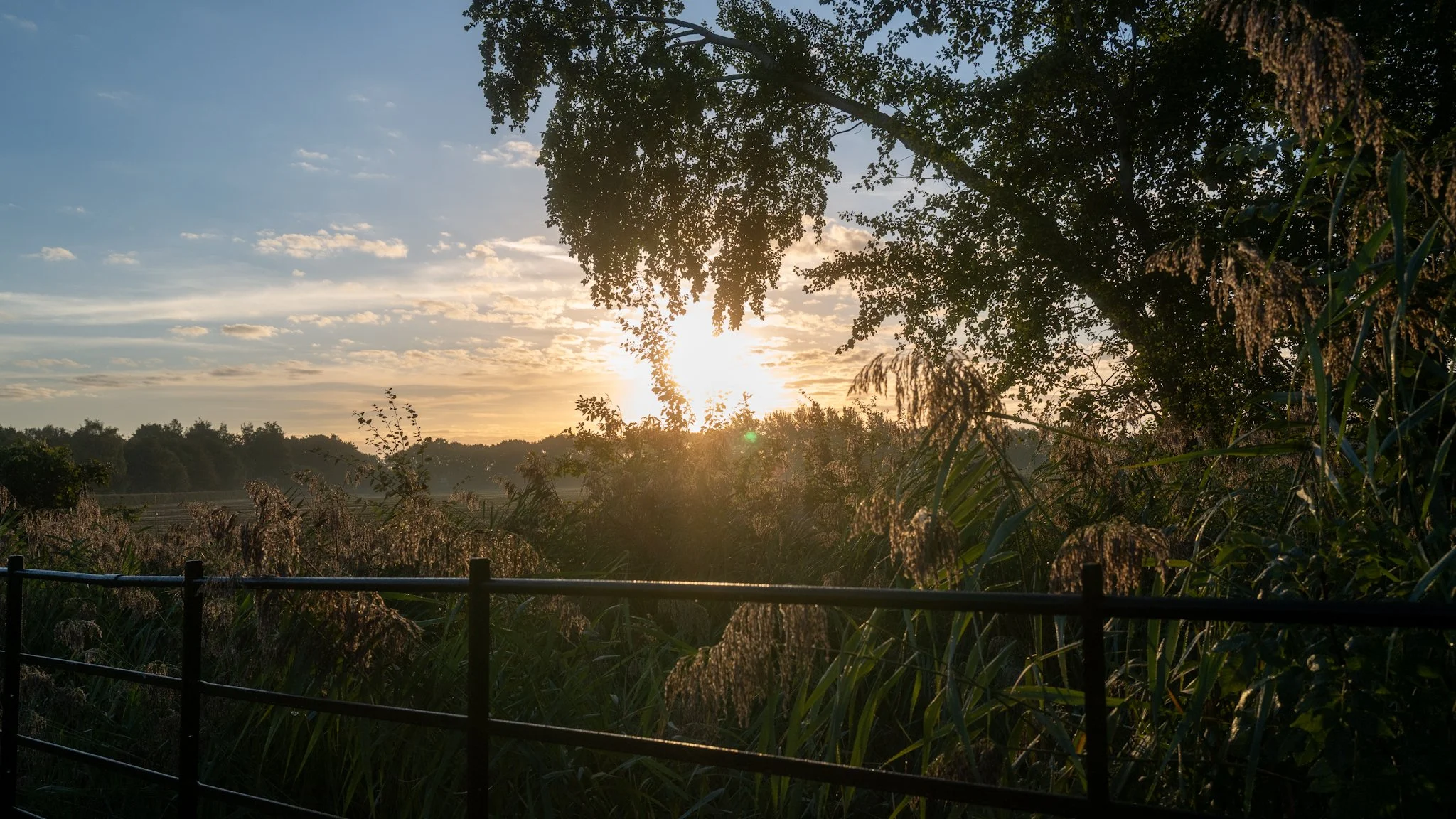 Sunset over a lush green landscape with trees and tall grass, viewed through a black metal fence.