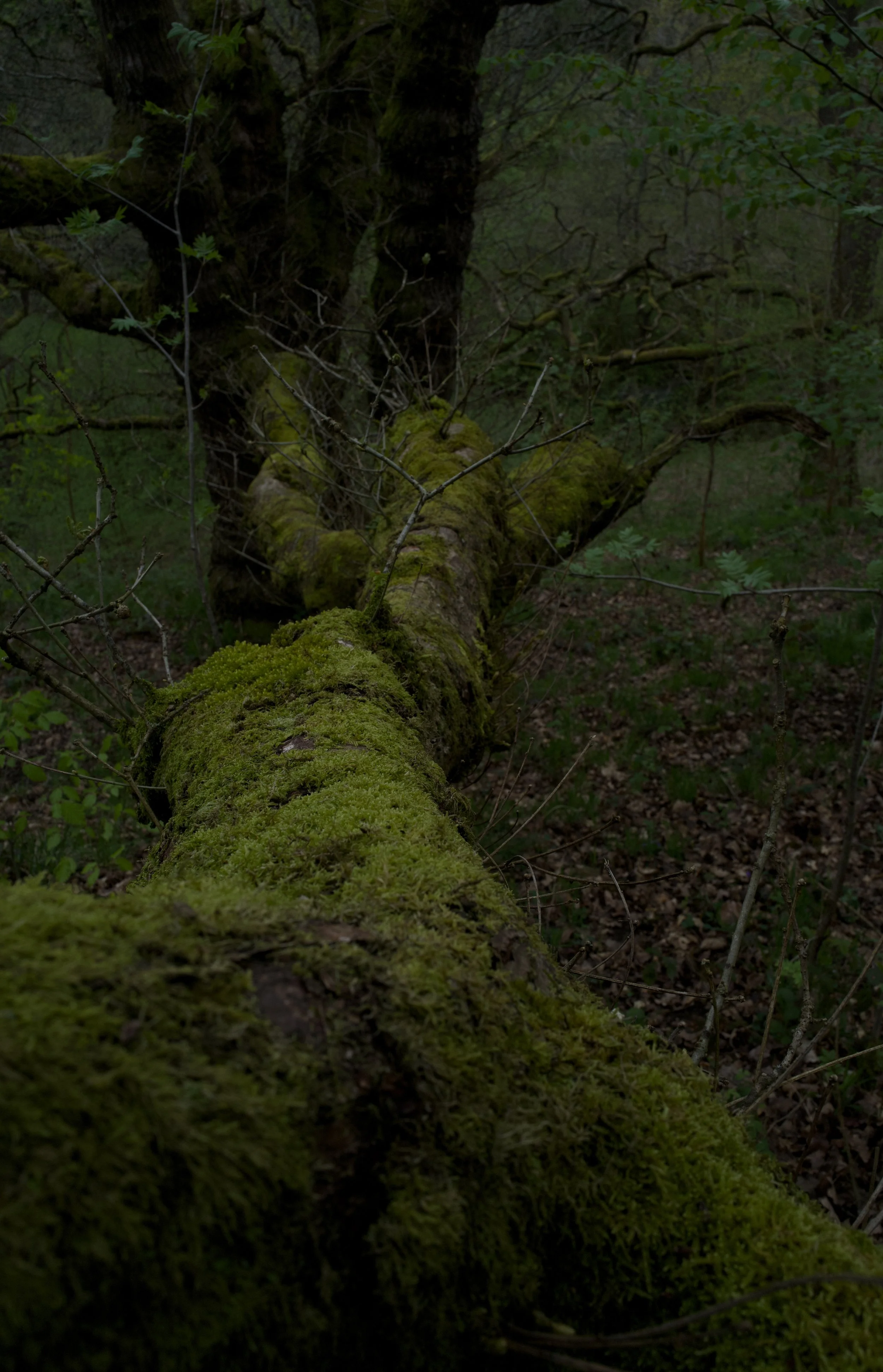 A fallen tree covered in green moss in a dense forest with green leaves and branches surrounding it.