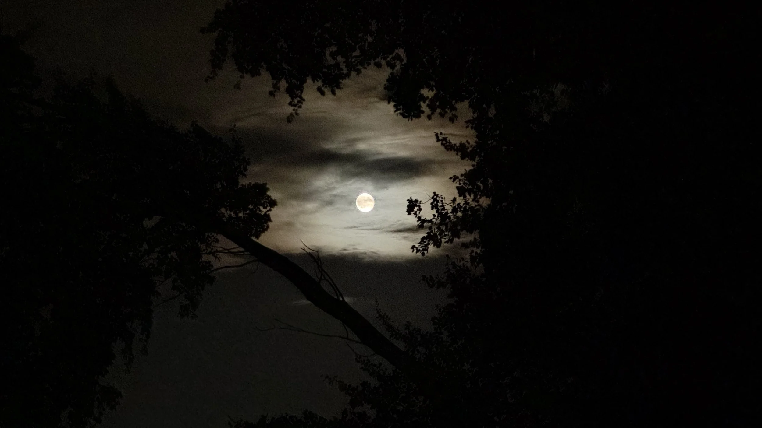 A bright, full moon in a cloudy night sky, framed by dark silhouettes of tree branches.