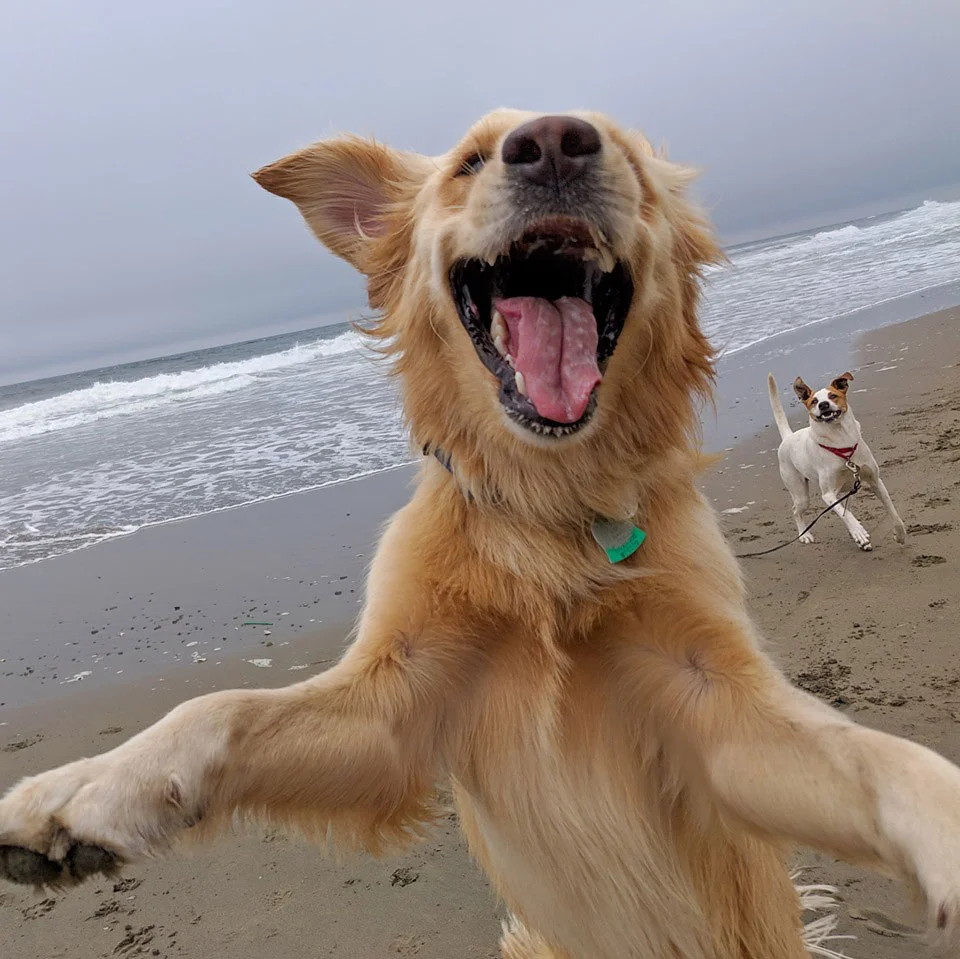 CANCELLED: If Your Dog Could Talk with Bay Area Canine Club