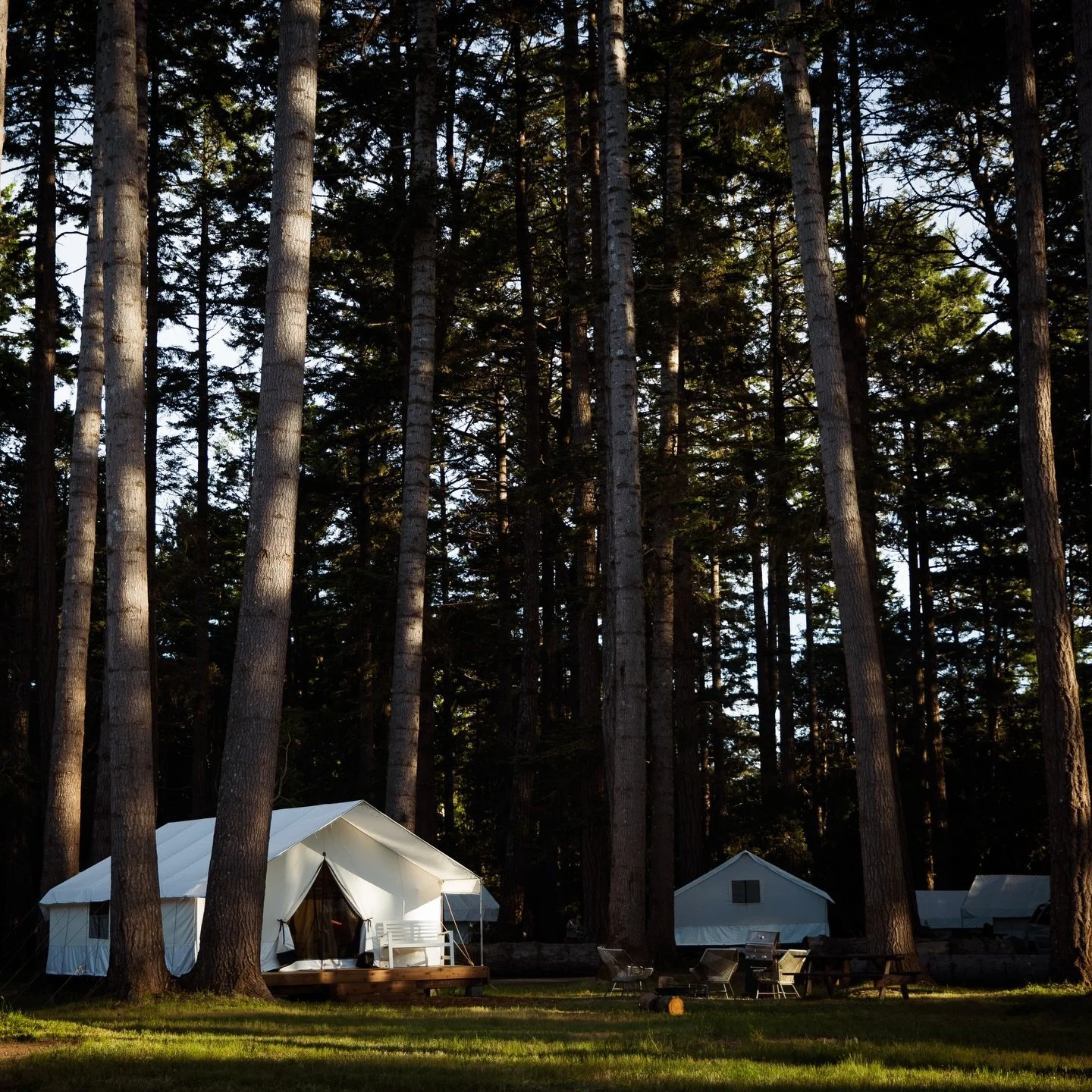 Planning a group camping trip for 2026? If you&rsquo;re looking to book 8+ tents, now&rsquo;s your moment 📆

Email us at events@mendocinogrove.com and we will get your group set up before we officially open the books for 2026! 

Gather your friends 