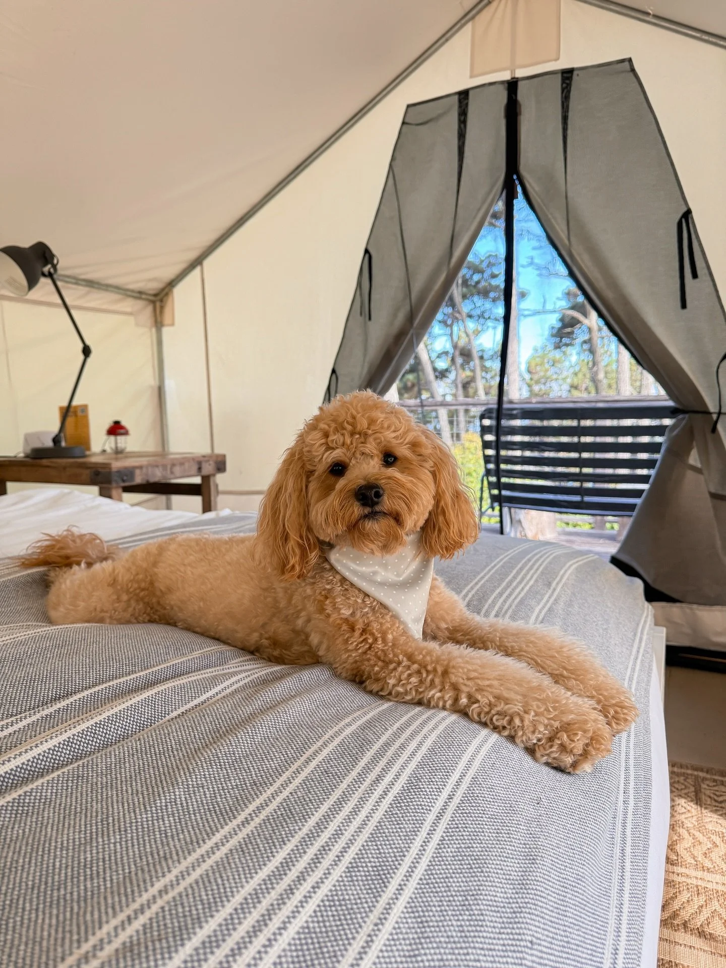 🐾 Missing our furry campers at Mendocino Grove. We love to make sure pets feel right at home here&mdash;with cozy beds, blankets, bowls, an off-leash play area, and even a dog wash station with warm water, shampoo and fluffy towels. 

📍Mendocino is