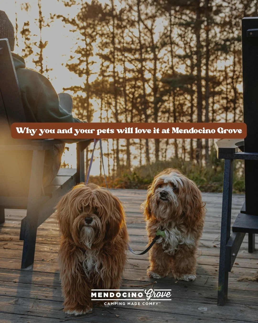 Camping is soooo much better with your best friends🐾

From our gated off-leash park and warm water wash station to cozy in-tent setups with beds, blankets, and bowls, Mendocino Grove makes your pup feel welcome. Add nearby trails, beaches, and plent
