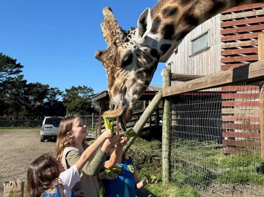 Family Fun Near Mendocino Grove: Best Things to Do on the Mendocino Coast