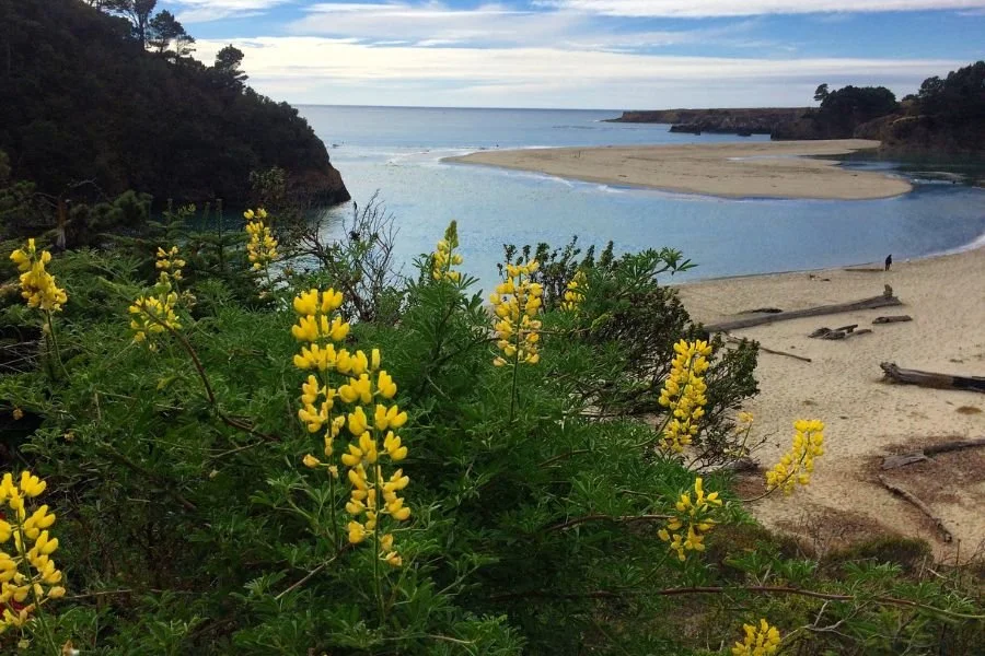 Mendocino Headlands State Park ocean bluff trails just a 15 minute walk from Mendocino Grove