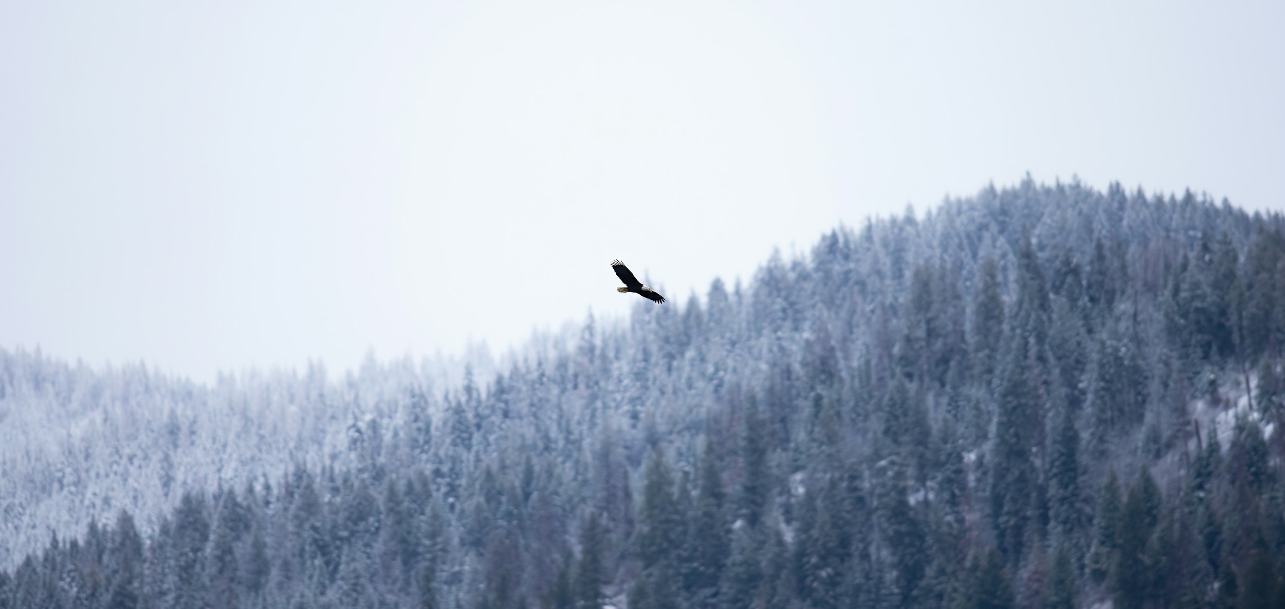 <img src="eagle.jpg" alt="Eagle Financial Group"/>
