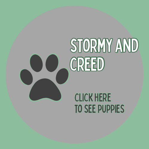 Stormy- Creed Puppies