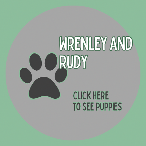 Fox Red Puppies