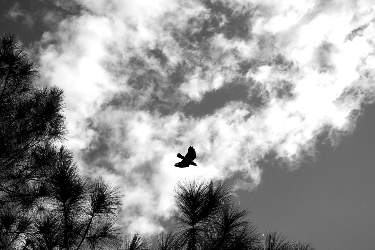 bird_5725.png