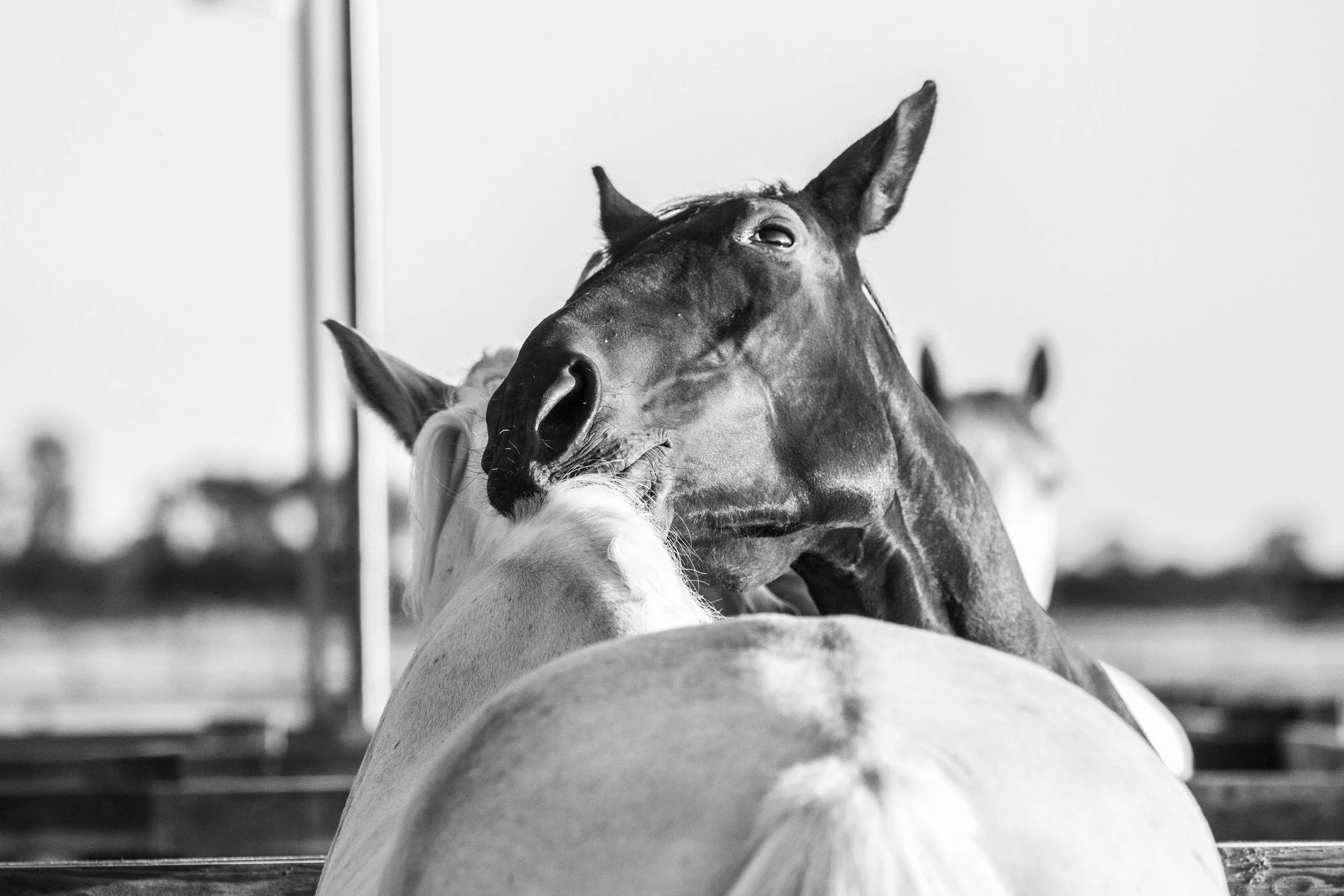 equine-horse-sunset-grazing