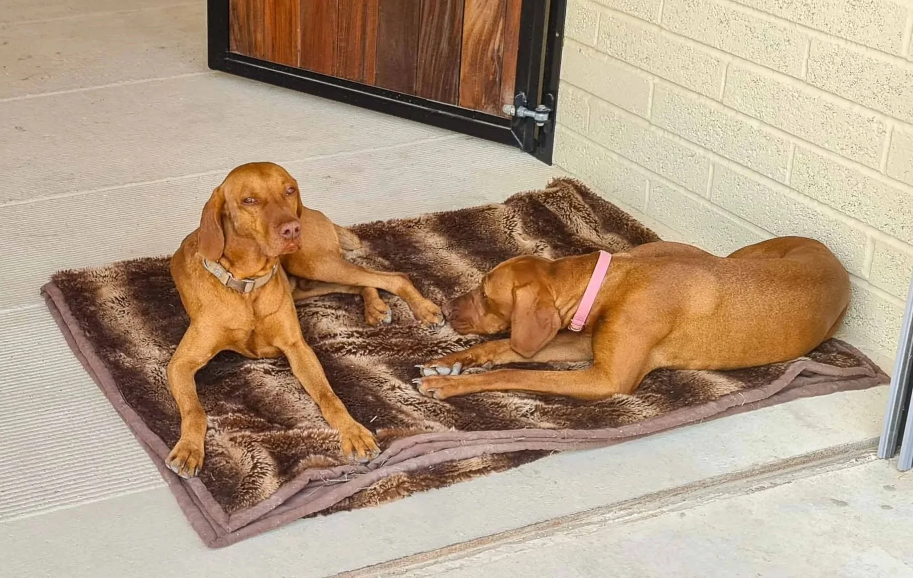 Three brown dogs resting on a plush blanket outside a door on a porch.