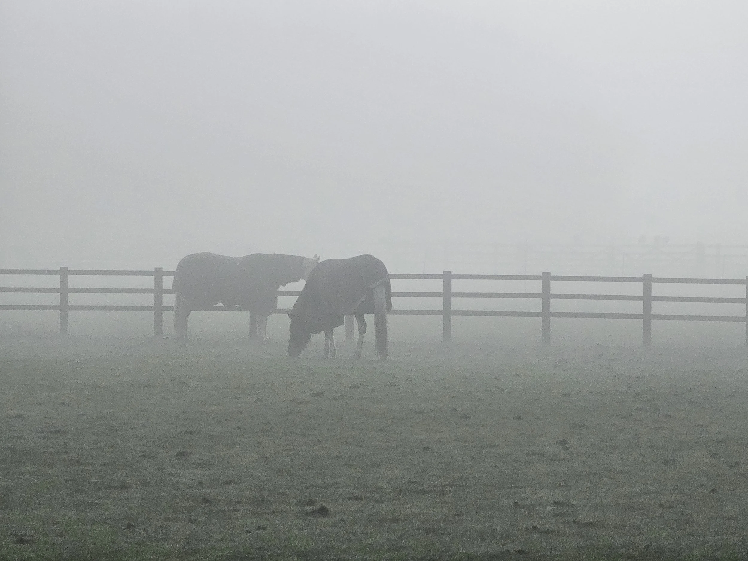 A foggy view of a park or outdoor area with two horses standing near a fence.