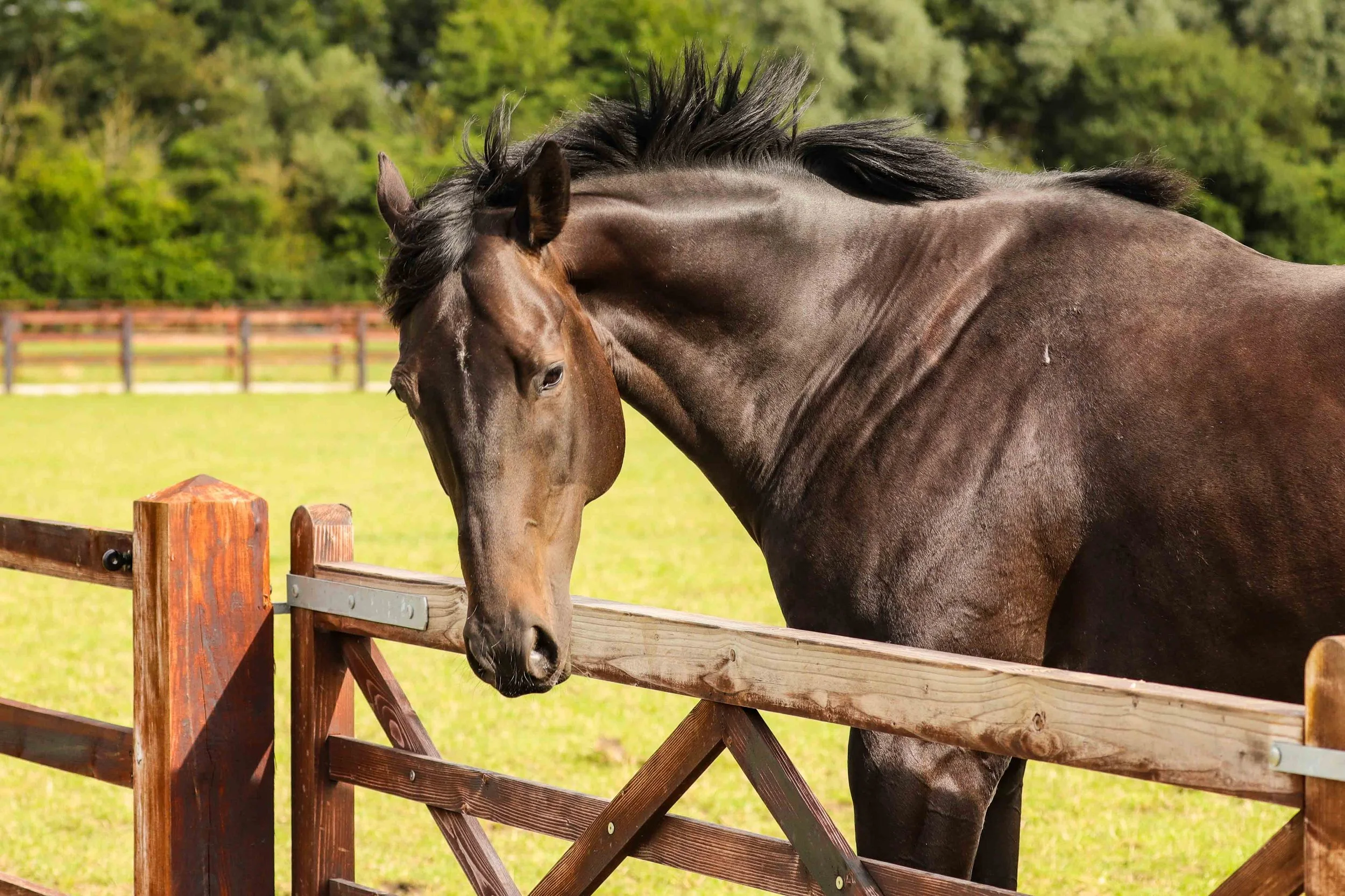 A brown horse with a black mane leaning over a wooden fence in a green field, with trees in the background.