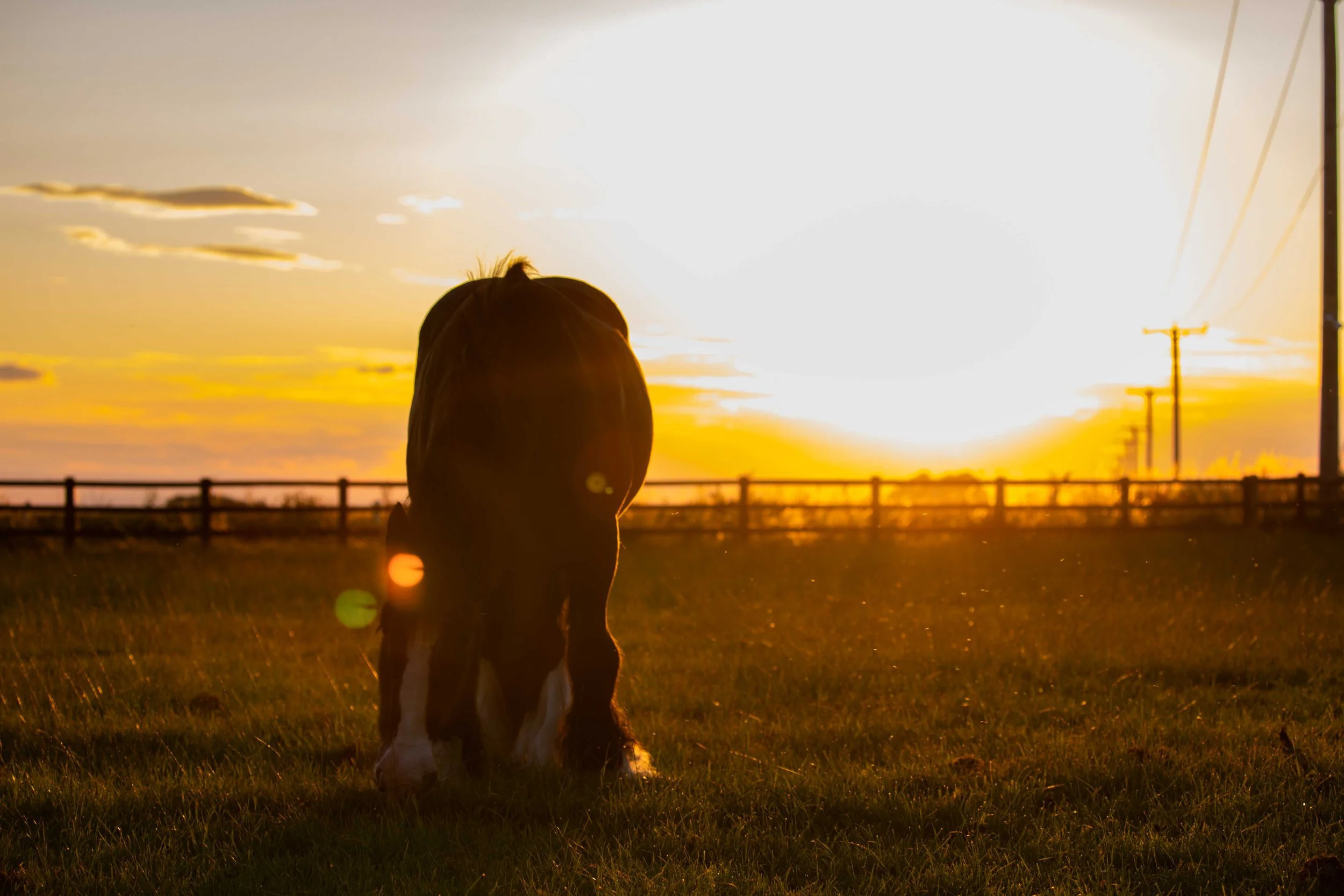 Child looking at sunset over a grassy field with power lines in the background.
