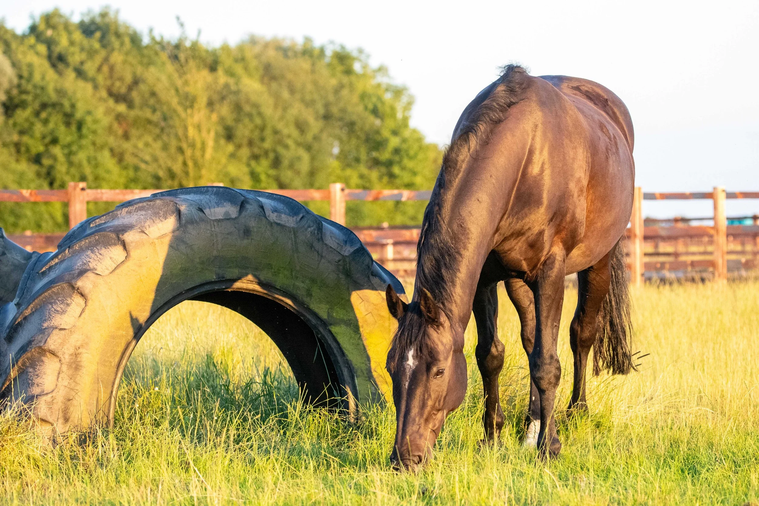 A brown horse grazing on green grass in a fenced outdoor area with trees in the background, illuminated by sunlight.