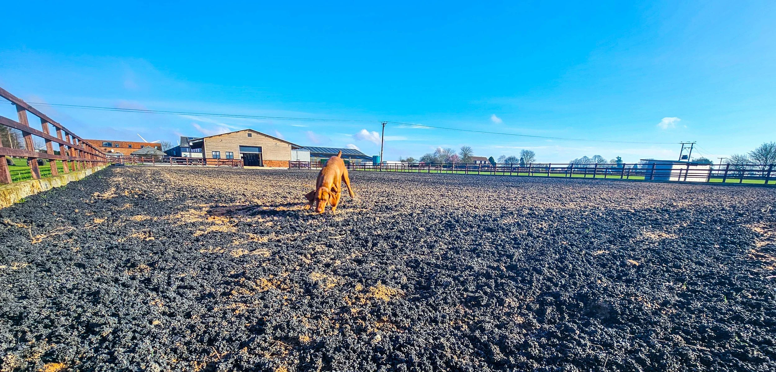 horse-luxury-equine-turnout-menage-all-weather-dog