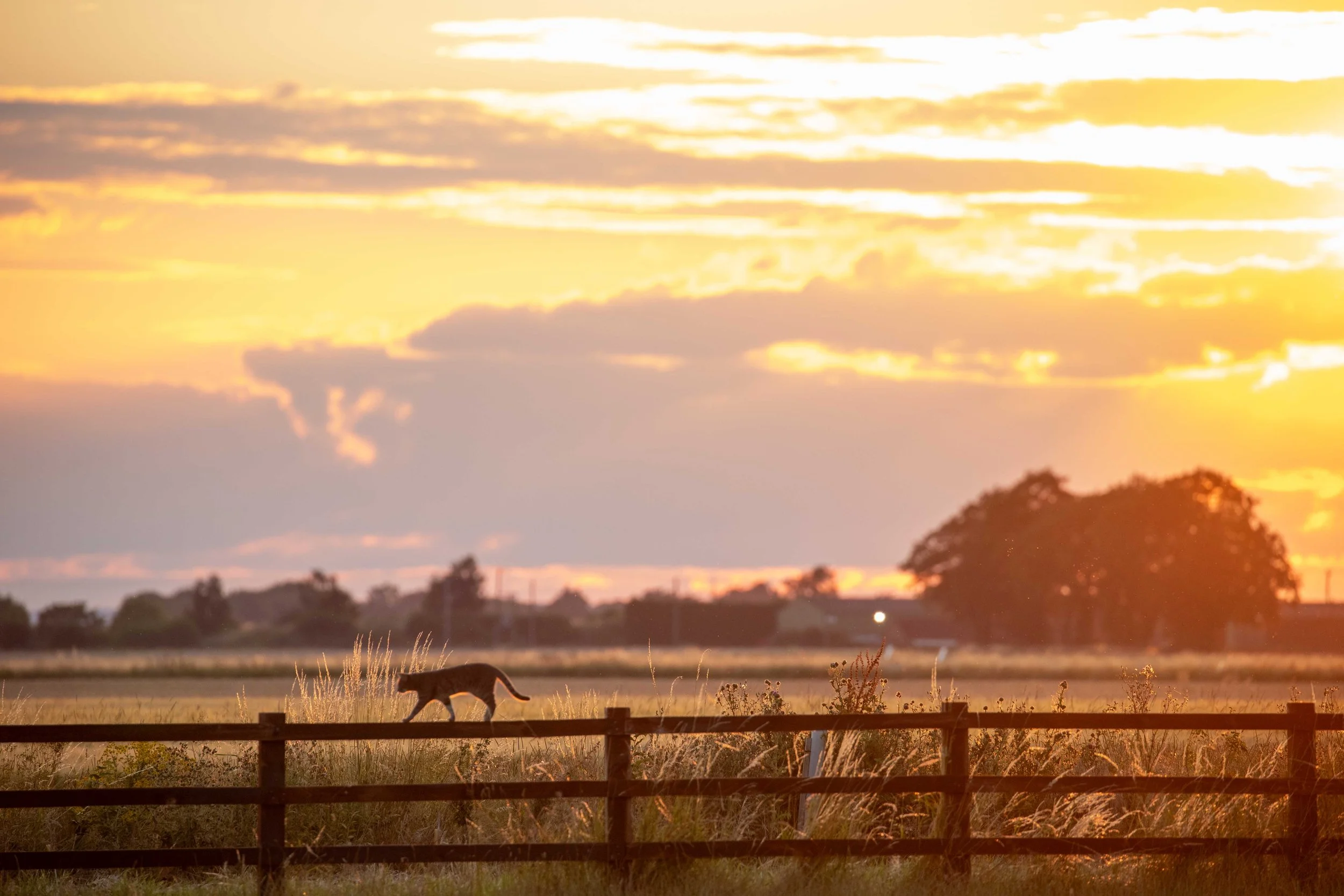 Sunset over a rural landscape with clouds in the sky, silhouette of trees, a dog walking along a fence, and tall grass in the foreground.
