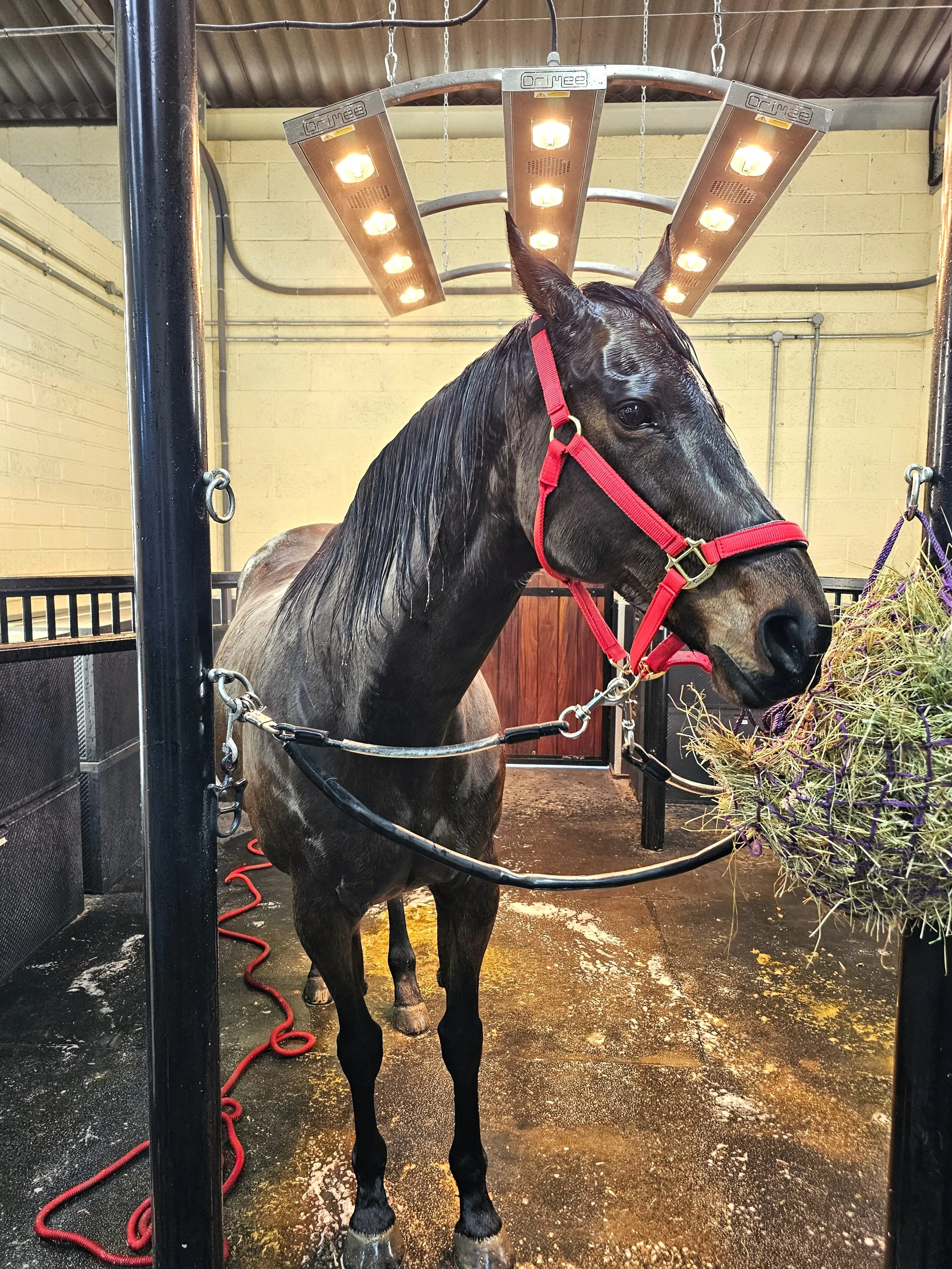 A black horse with a red halter stands inside a stable, with hay on the right side and a shiny black metal frame around it.