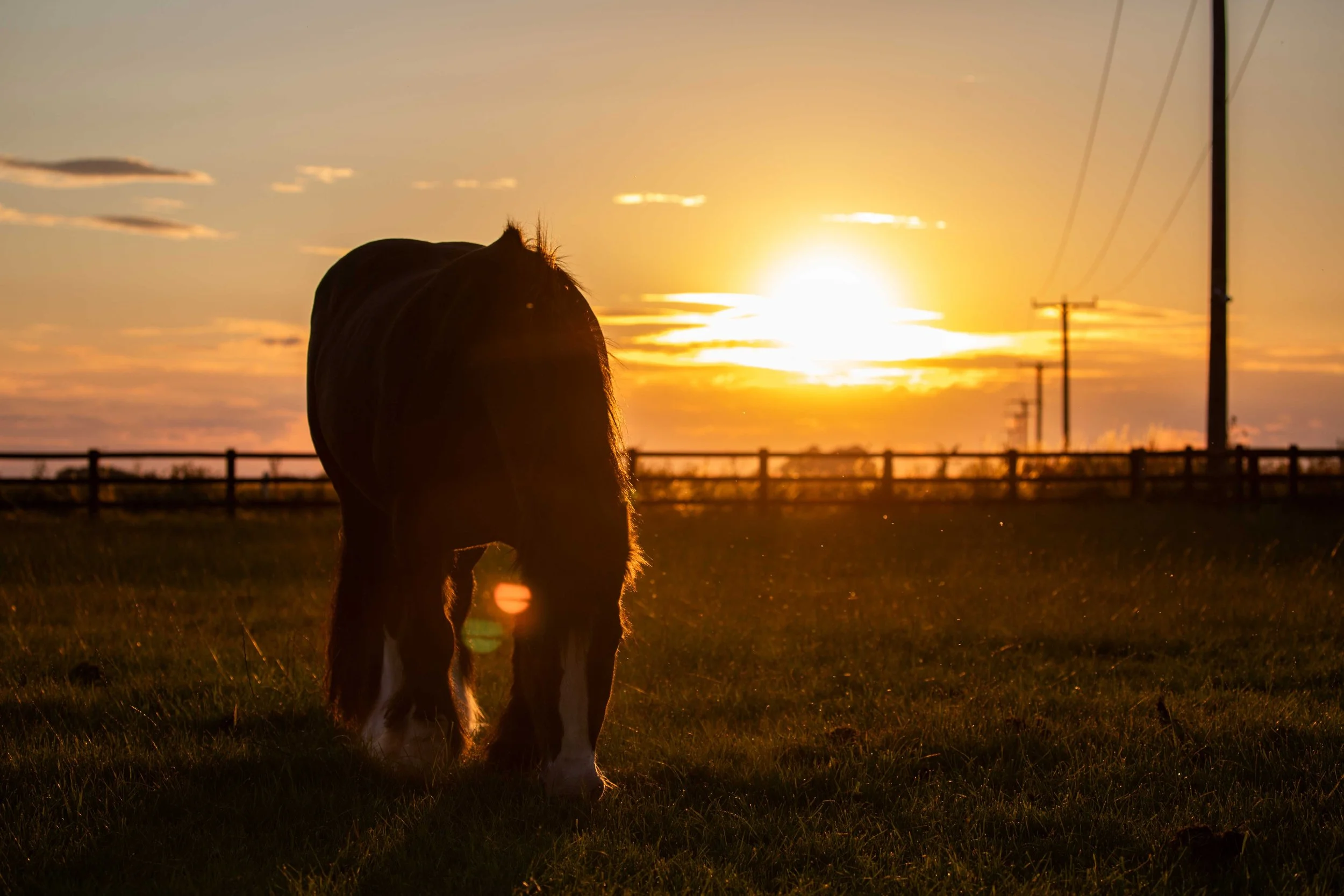 equine-horse-sunset-graze-paddock