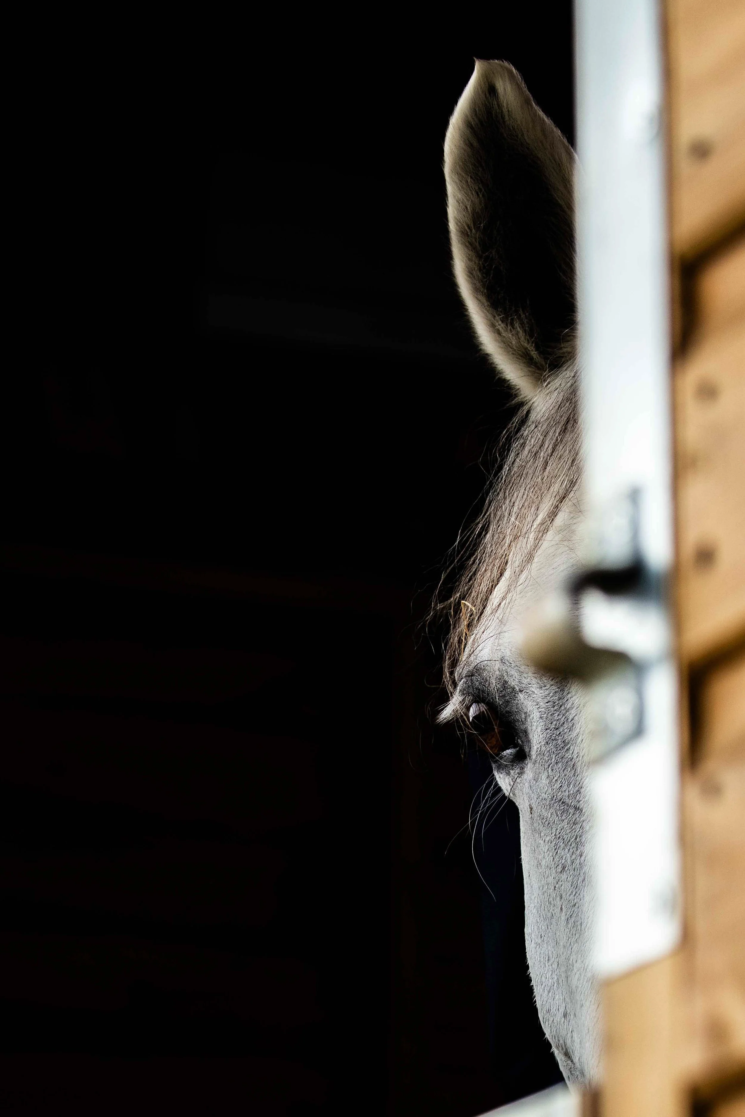 Close-up of a gray and white horse's head, with one eye visible, looking out from a stable with dark background and wooden stall walls.
