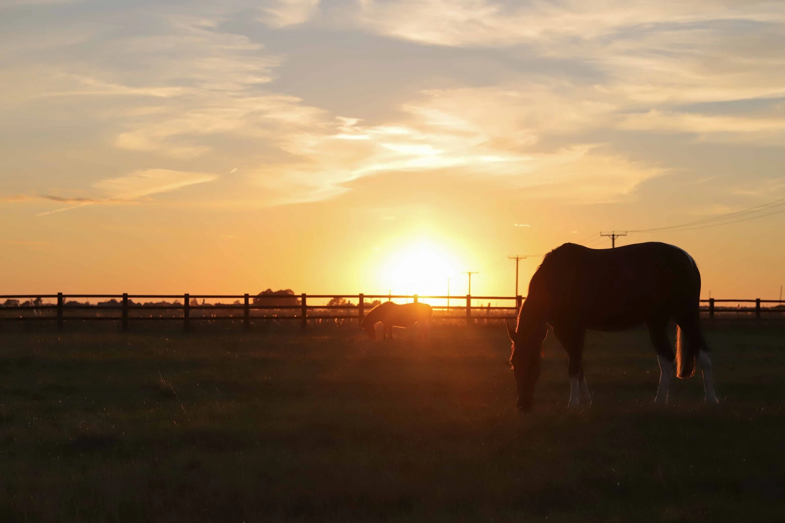 equine-horse-sunset-graze-paddock