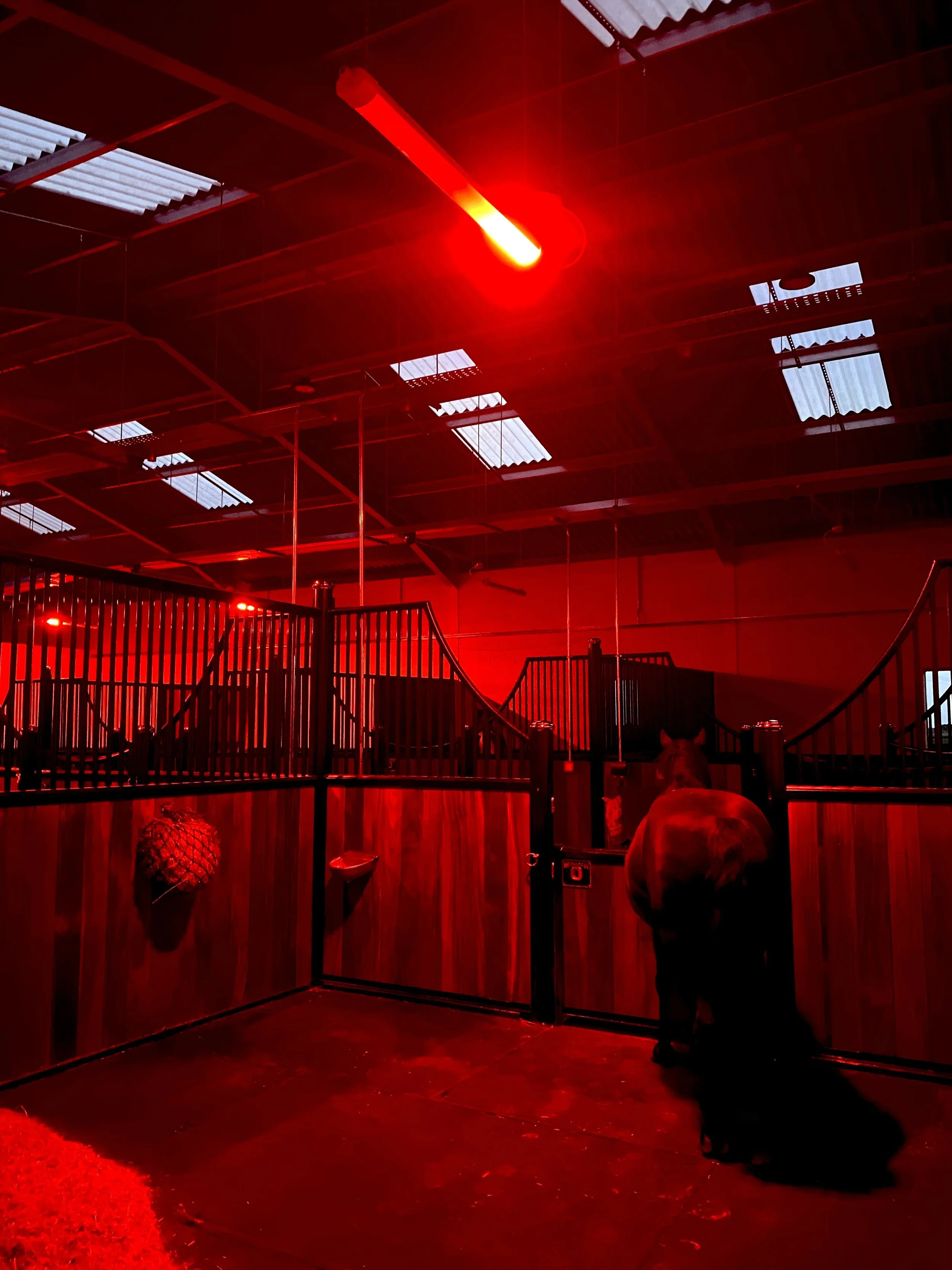 monarch-stables-red-light-equilight-retirement-uk
