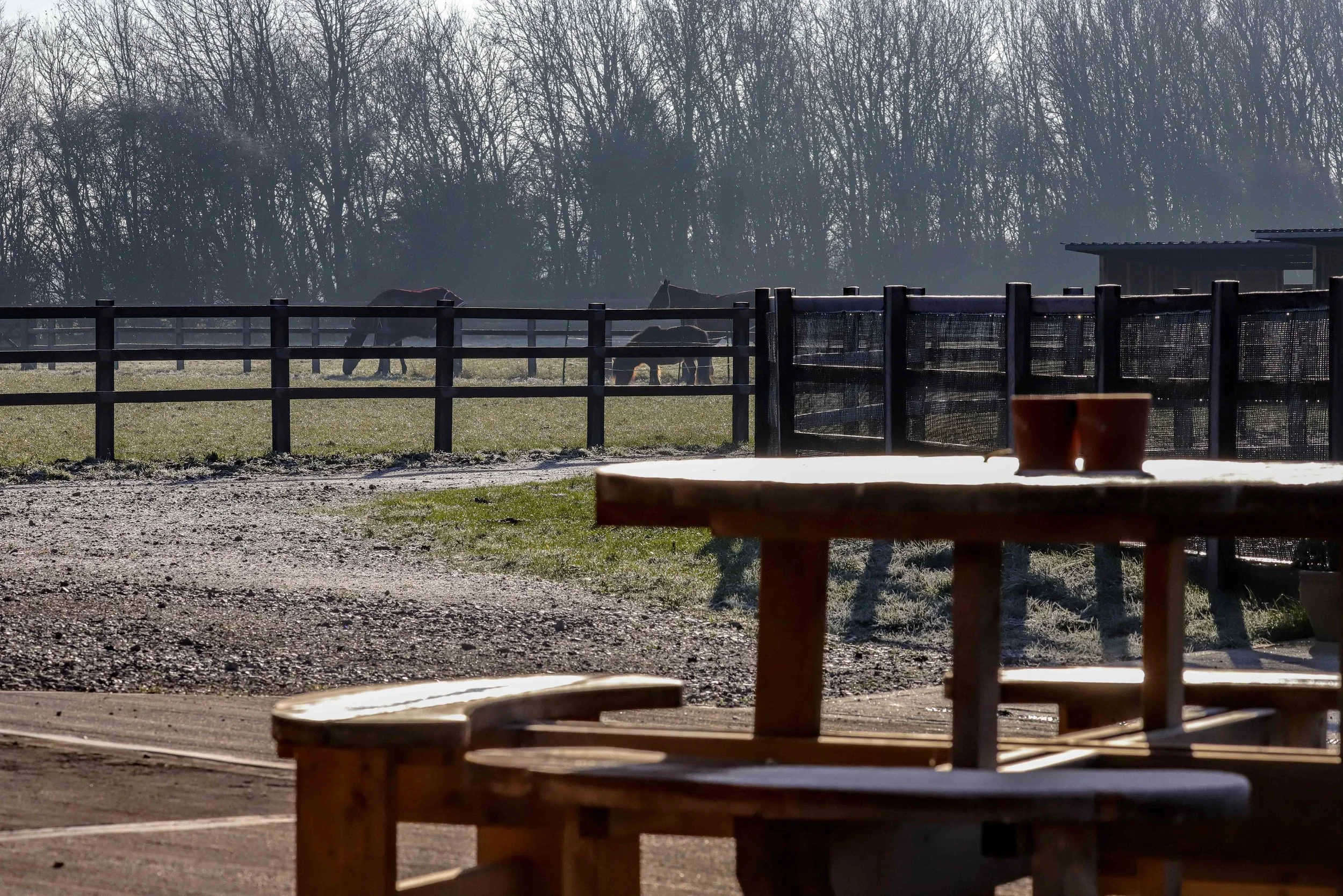 A farm scene with horses grazing behind a wooden and wire fence, trees in the background, and a small structure on the right.