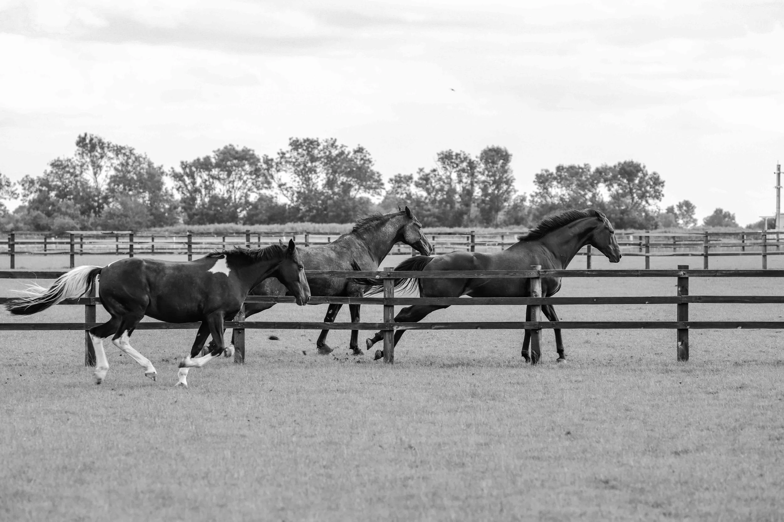 Black and white photo of three horses running in a fenced field with trees and cloudy sky in the background.