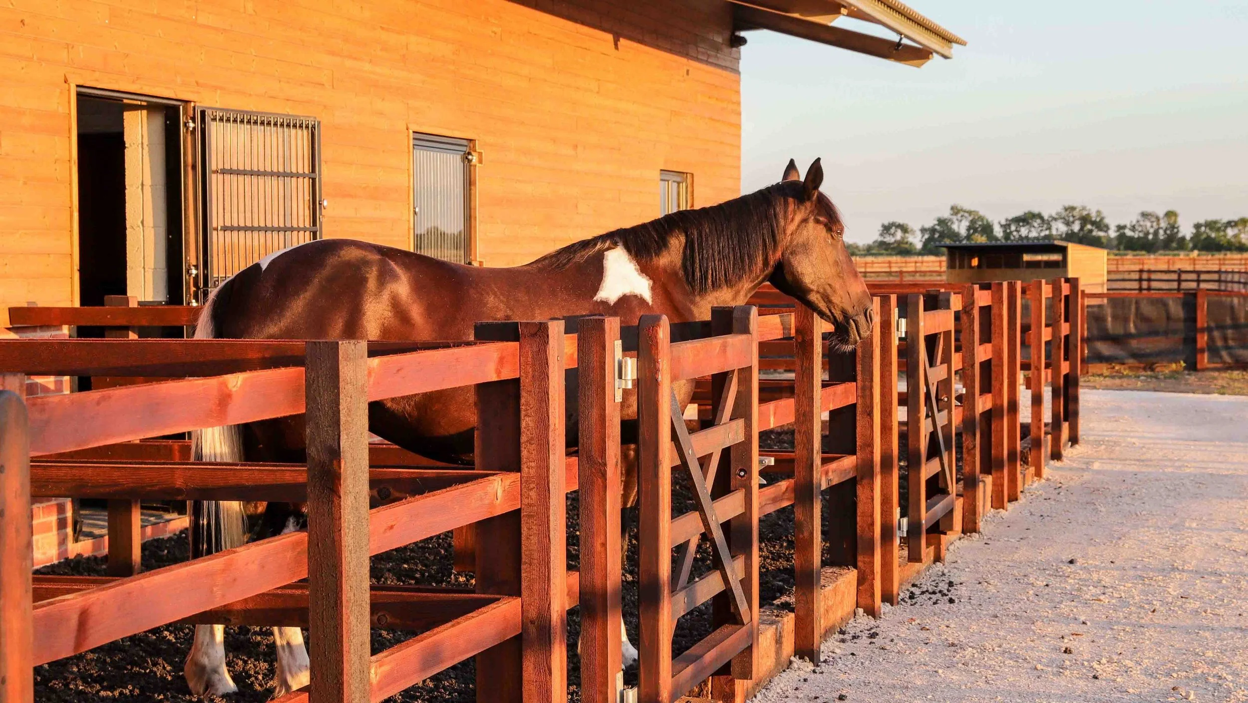 A brown and white horse standing behind a wooden fence outside a brick stable at sunset.
