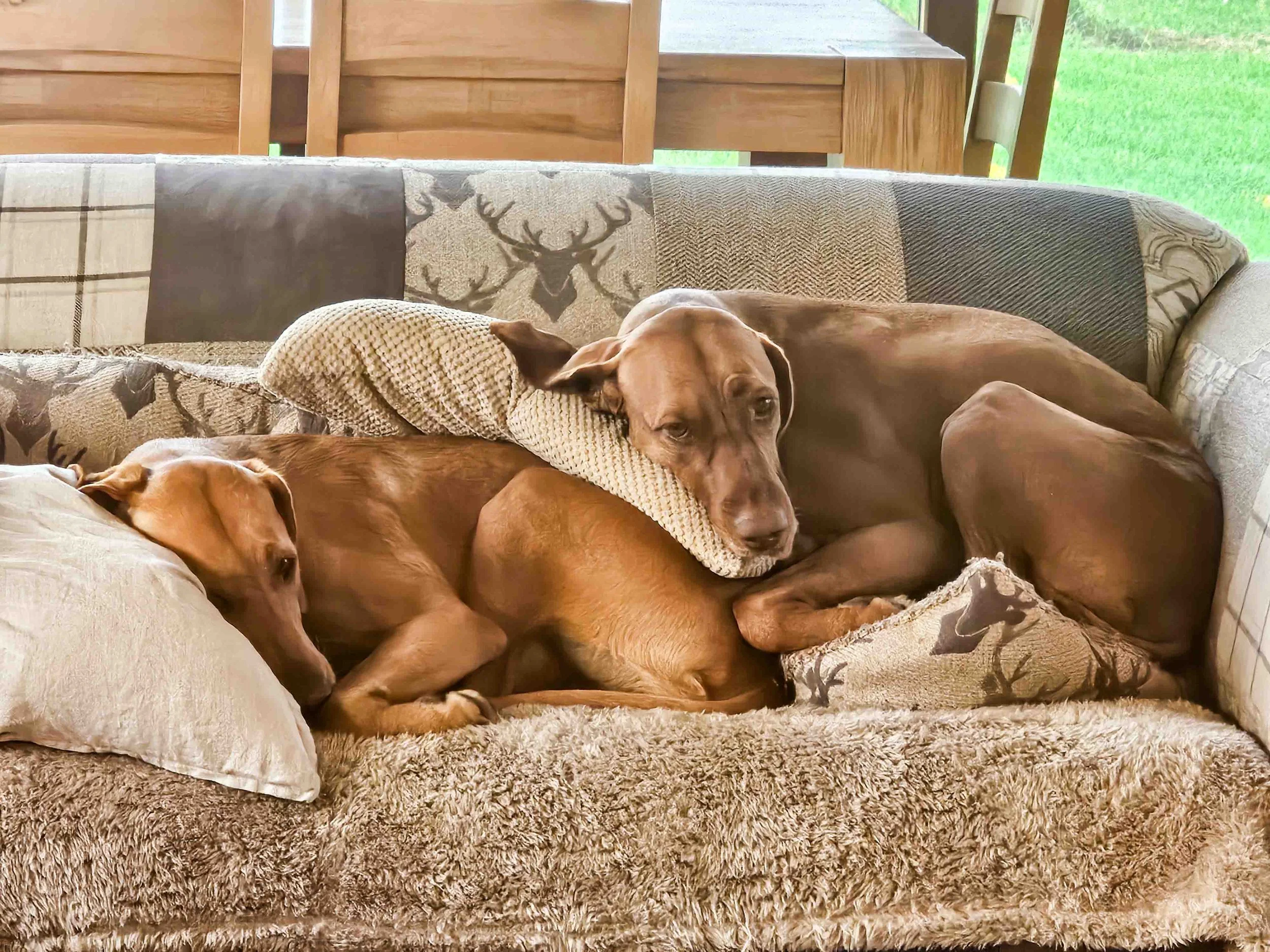 Two brown dogs lying on a beige shaggy rug on a sofa. One dog is resting its head on a pillow, and the other dog is curled close to it. The sofa has a patchwork design with buckskin, fleece, and petroglyph patterns. Behind them are wooden chairs and a green backyard visible through the windows.