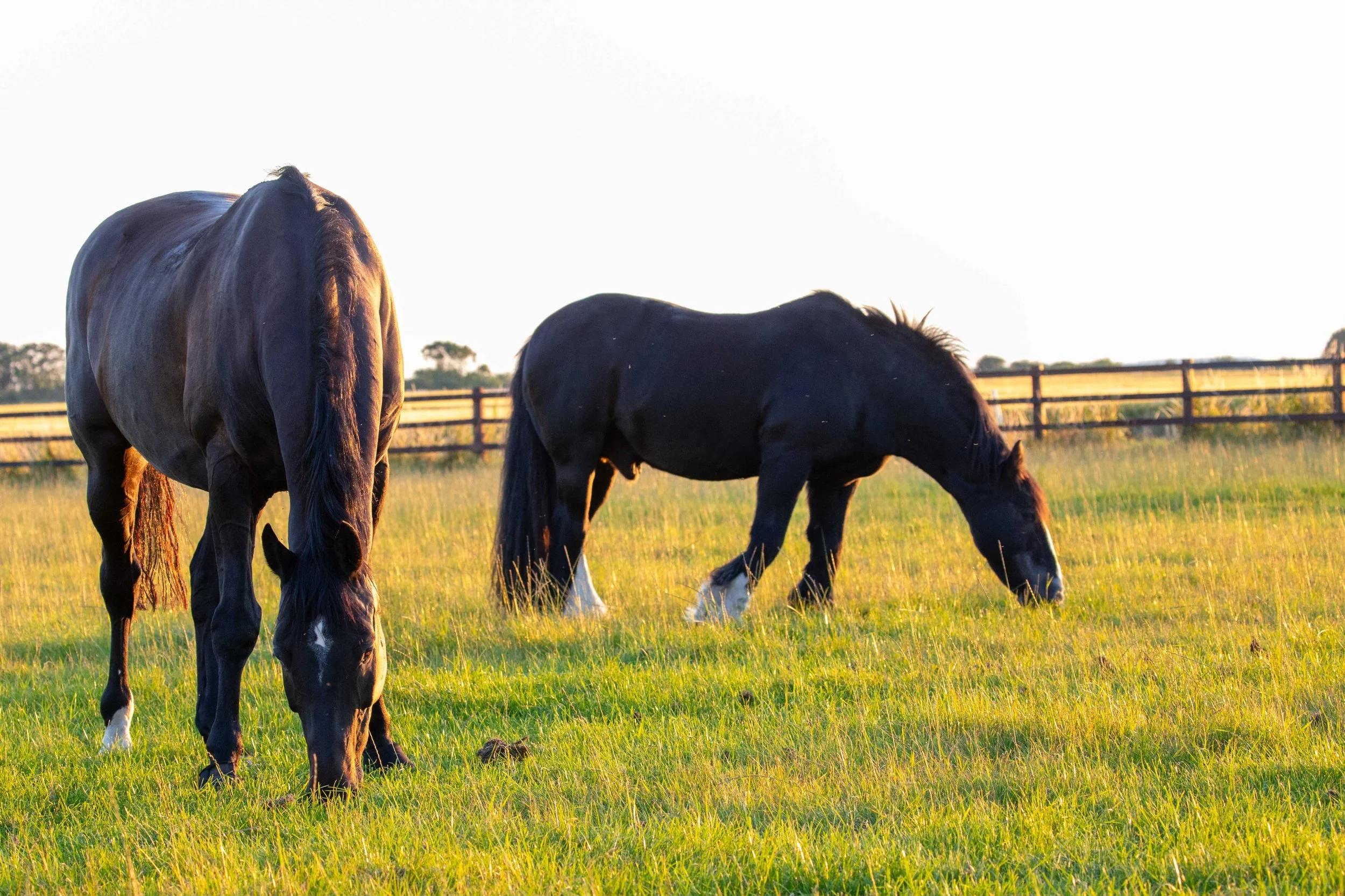 Two horses grazing on a grassy field with a fence and trees in the background during sunset.