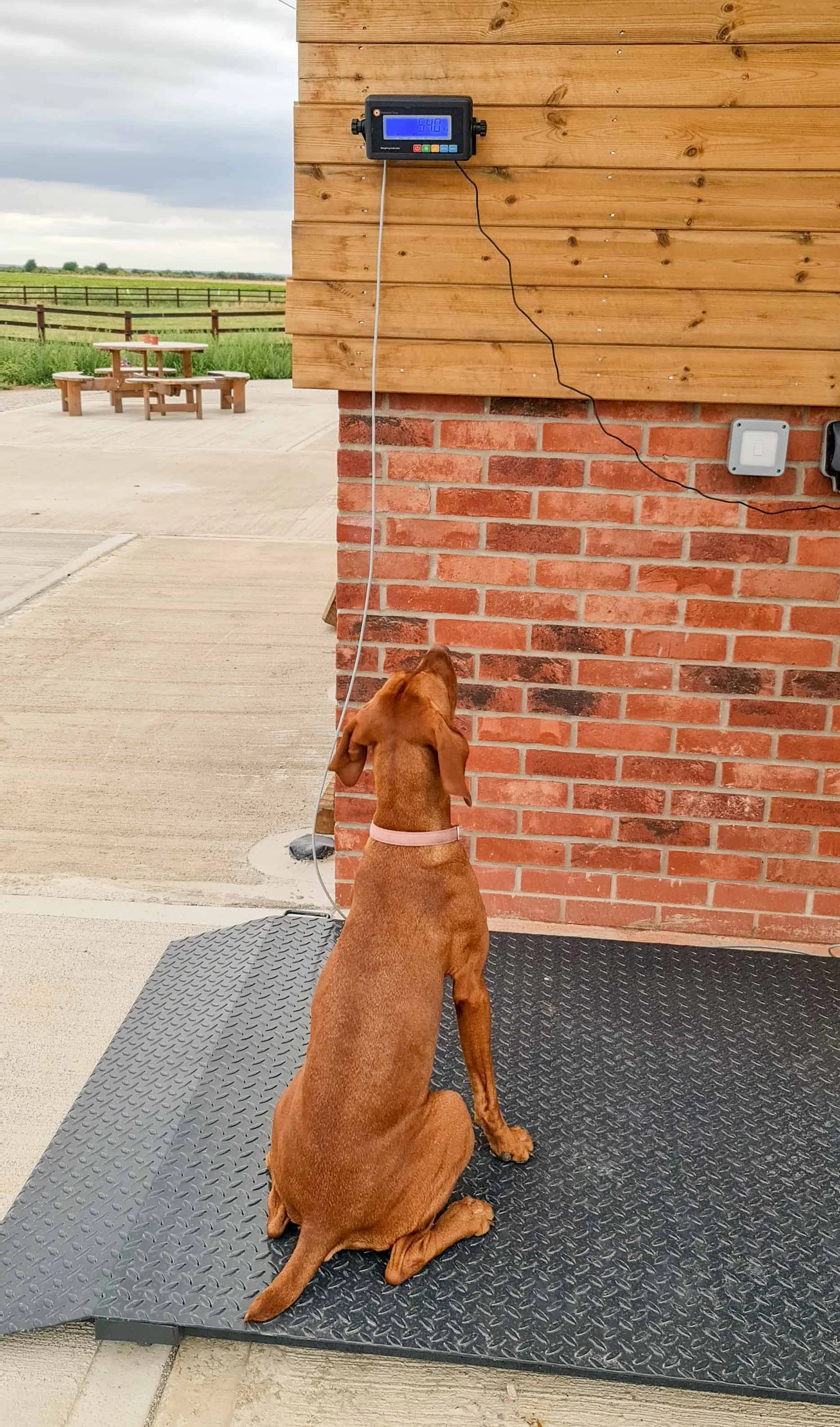 dog-equine-weighbridge-luxury-stables-retirement-livery