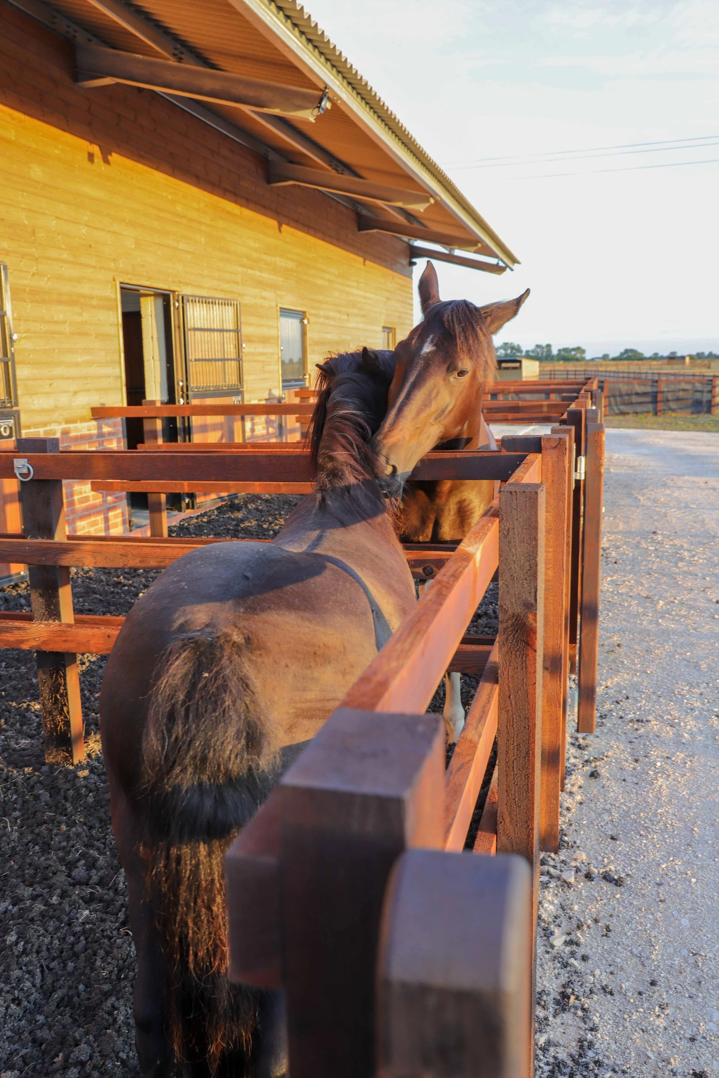 horse-equine-groom-individual-pen