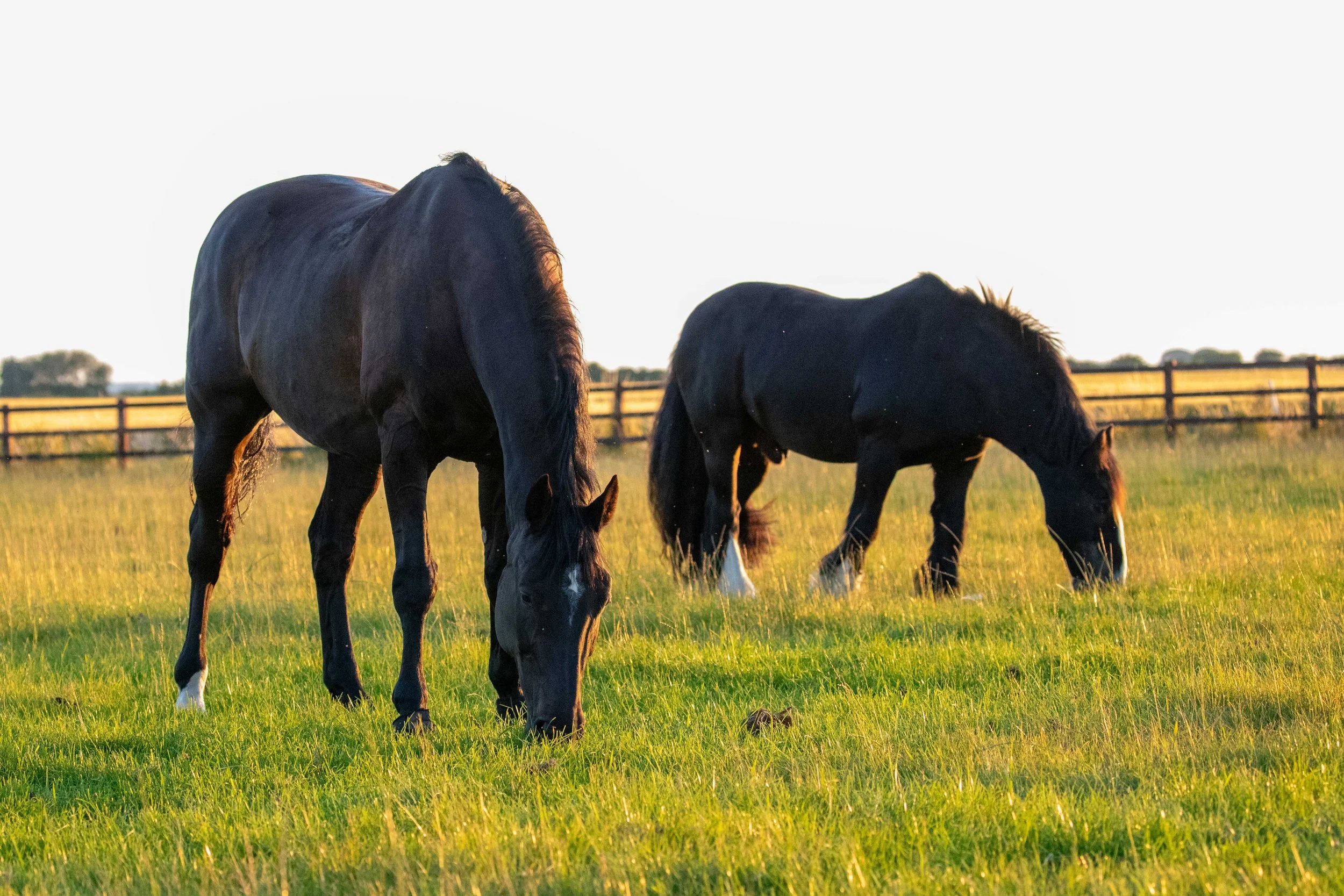 Two black horses grazing on a grassy field with a wooden fence in the background during sunset.