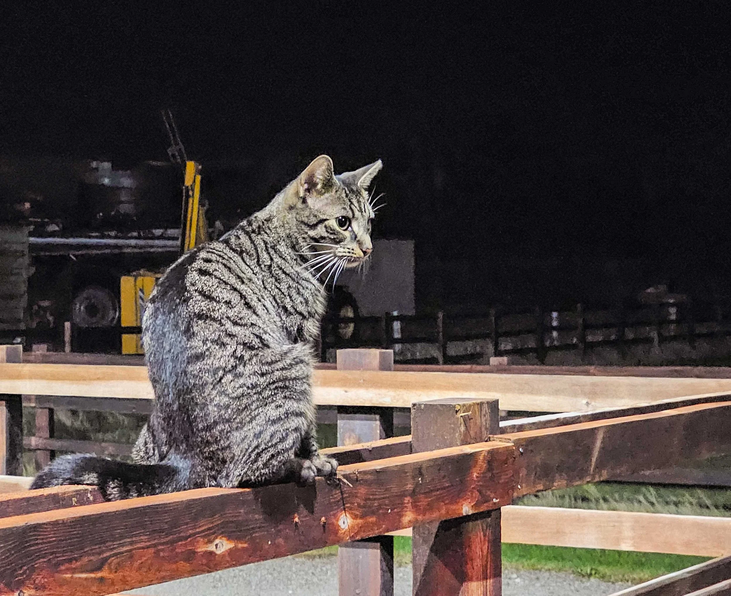 A tabby cat with a striped coat sitting on a wooden fence at night, with a dark sky and some machinery and a trailer in the background.
