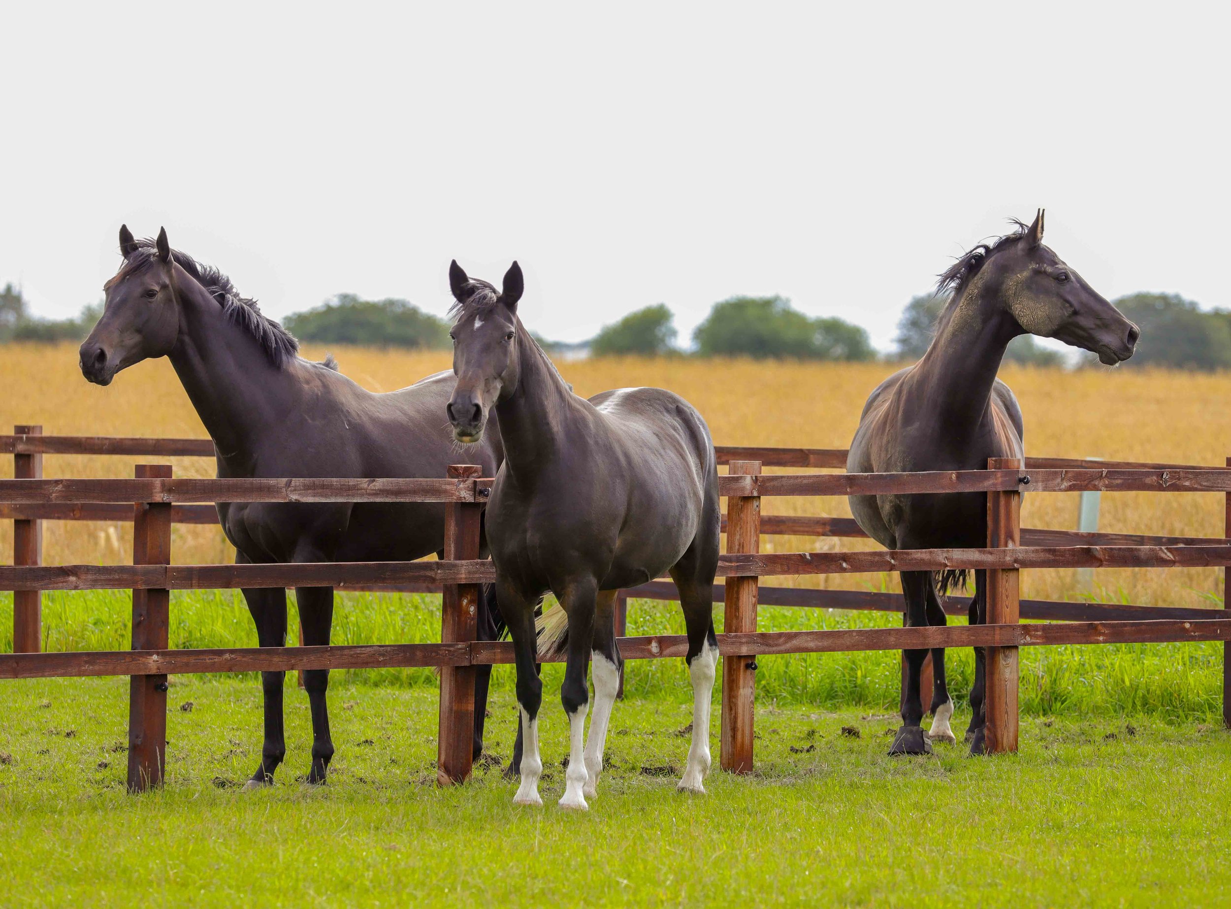 Three horses standing behind a wooden fence in a grassy field with trees in the background.